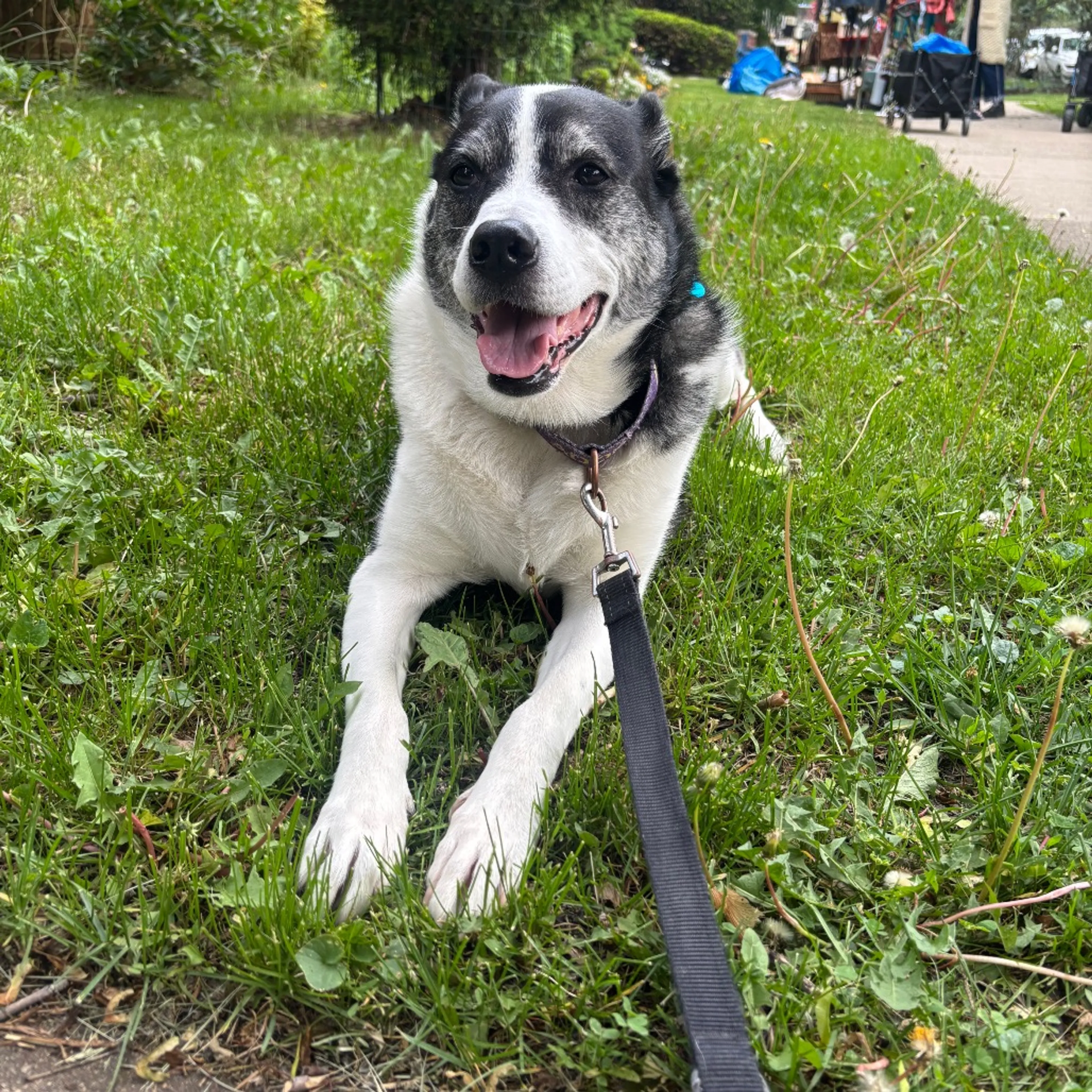 Found pet-9