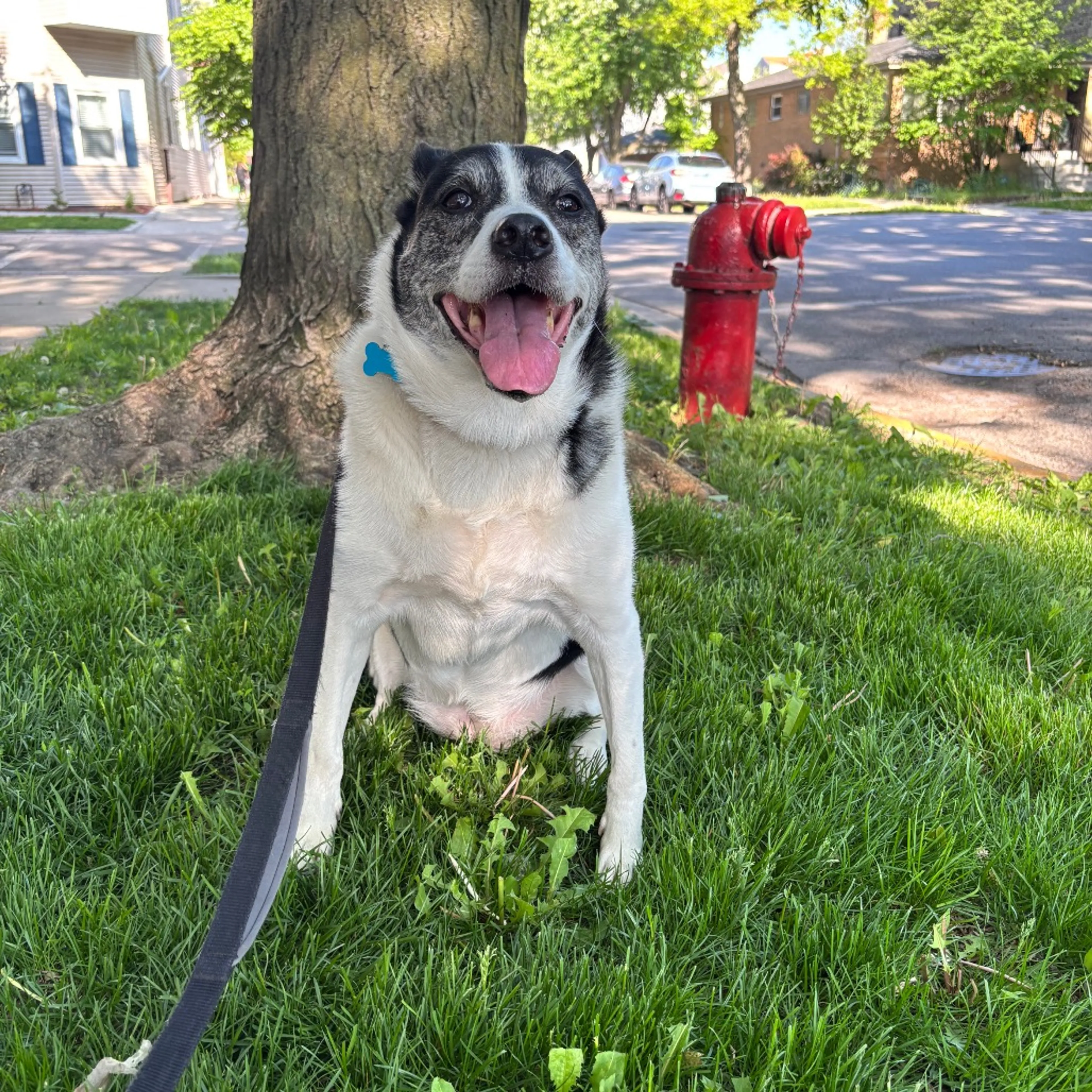 Found pet-10