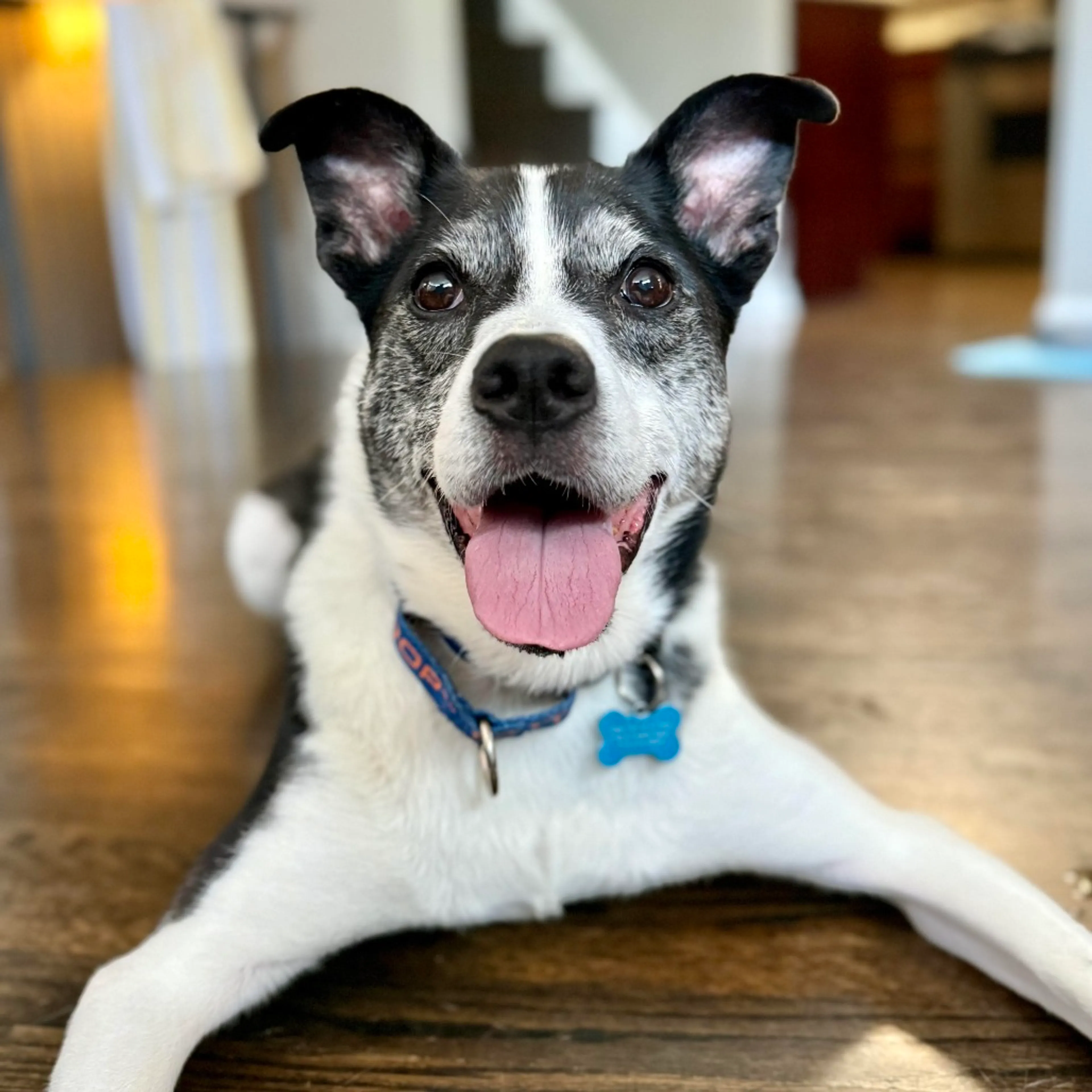 Found pet-4