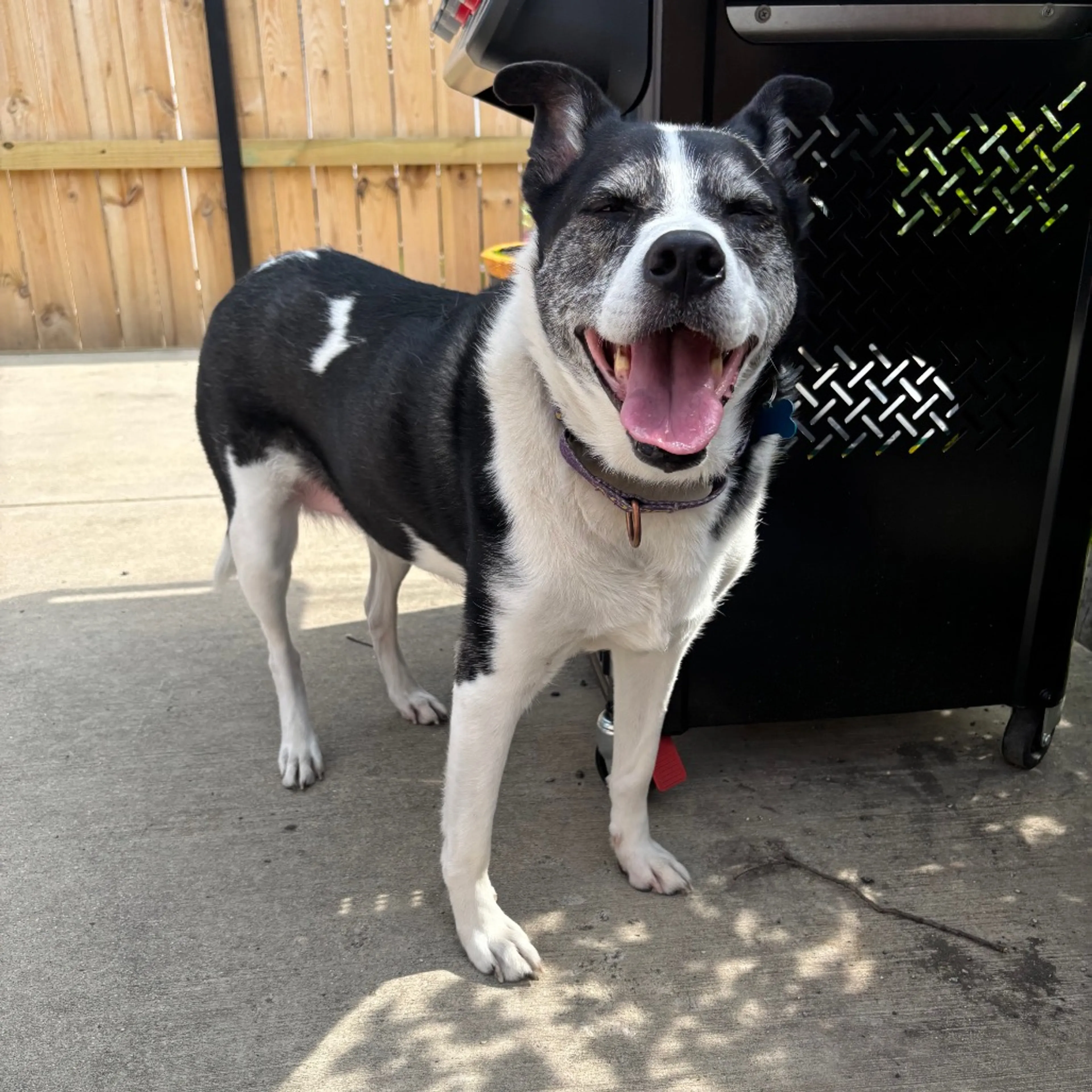 Found pet-8