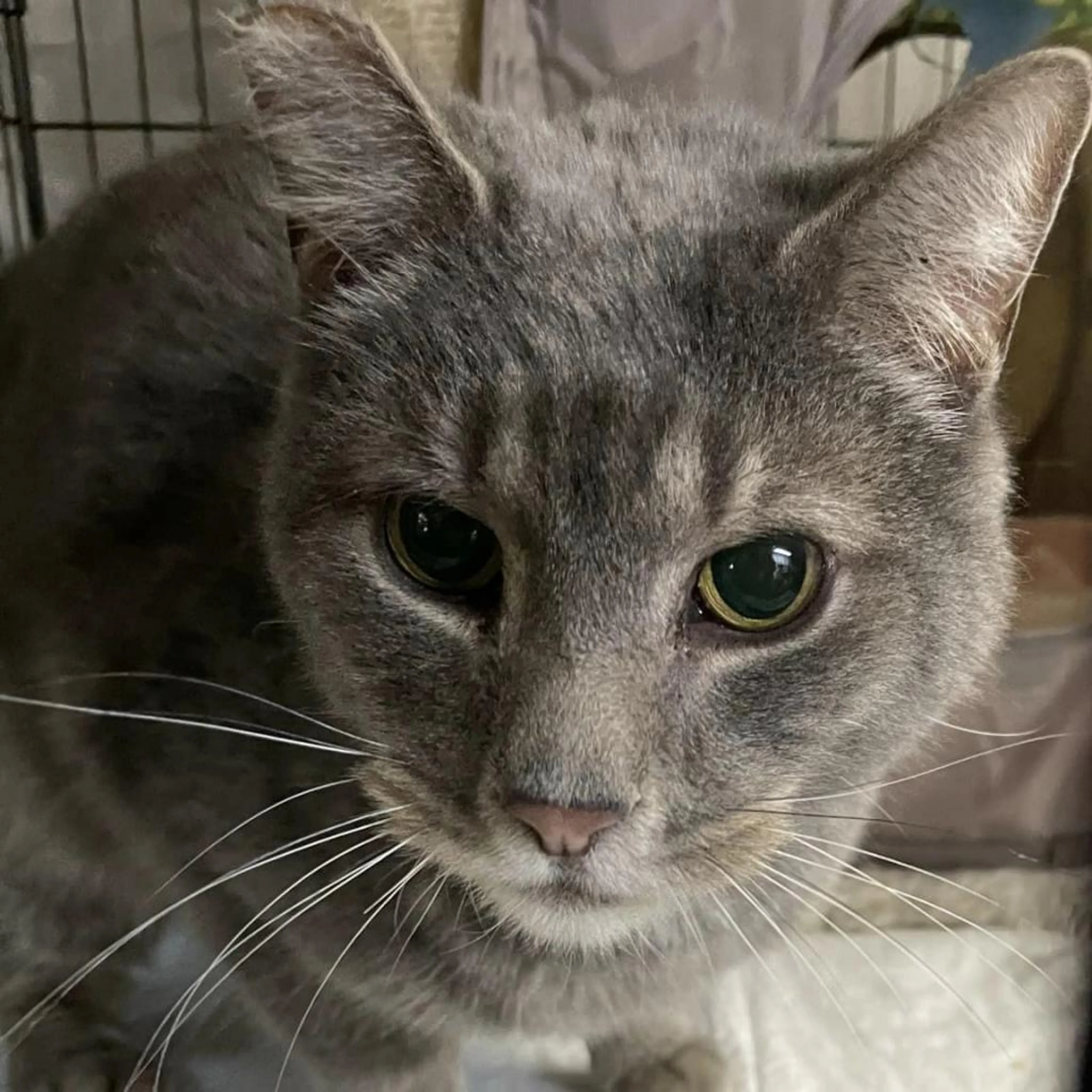 Found pet-6
