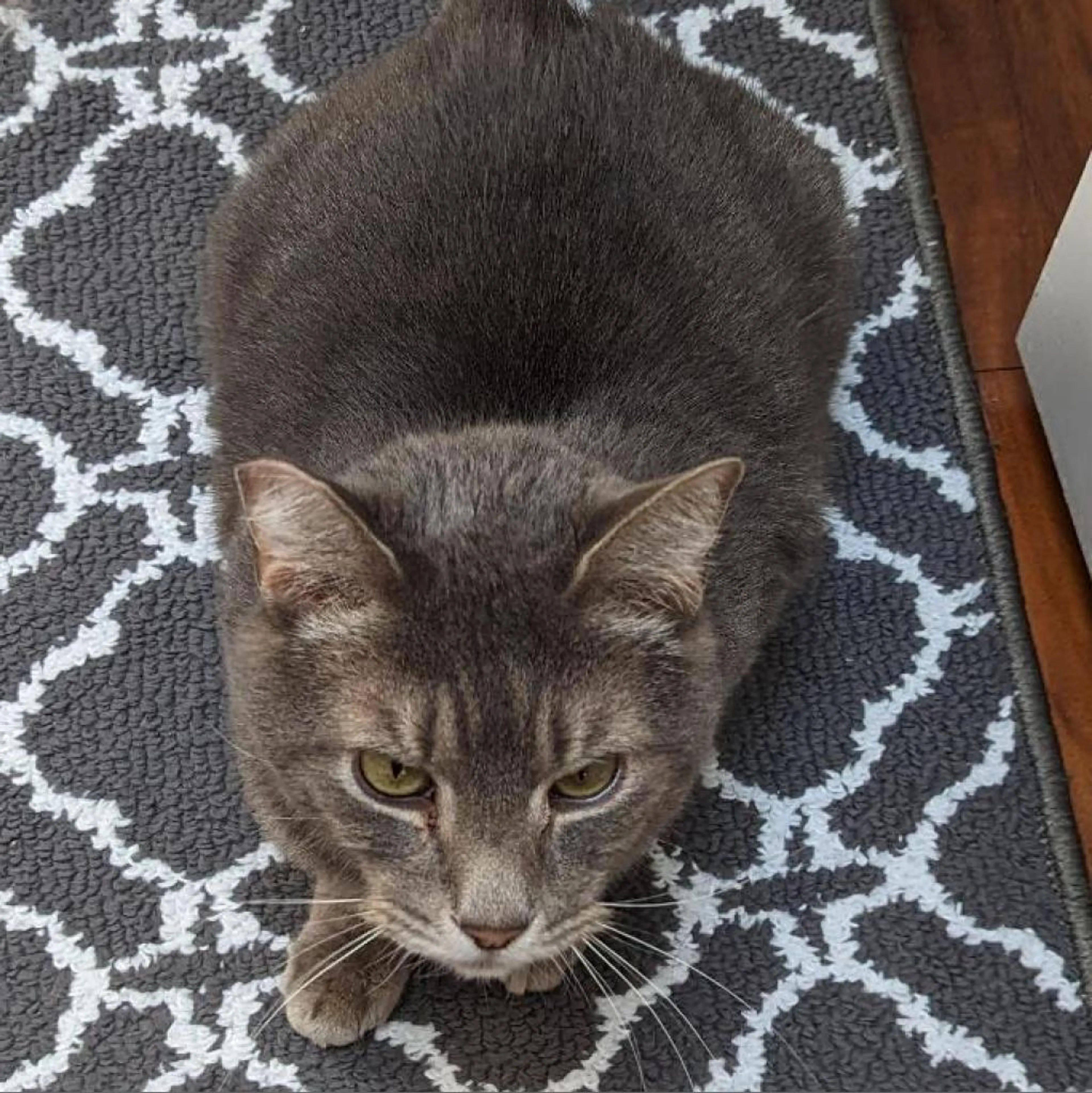 Found pet-9