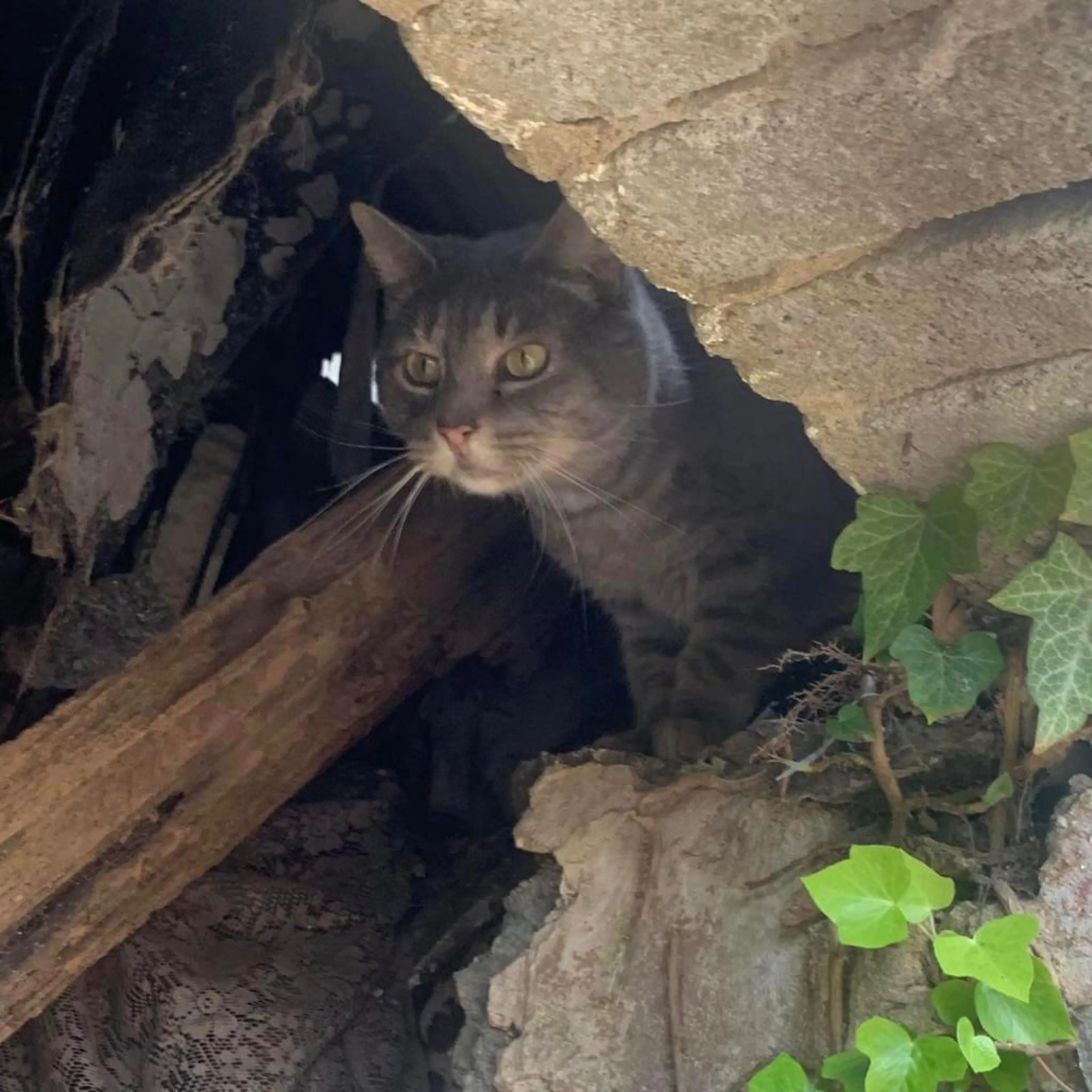 Found pet-5