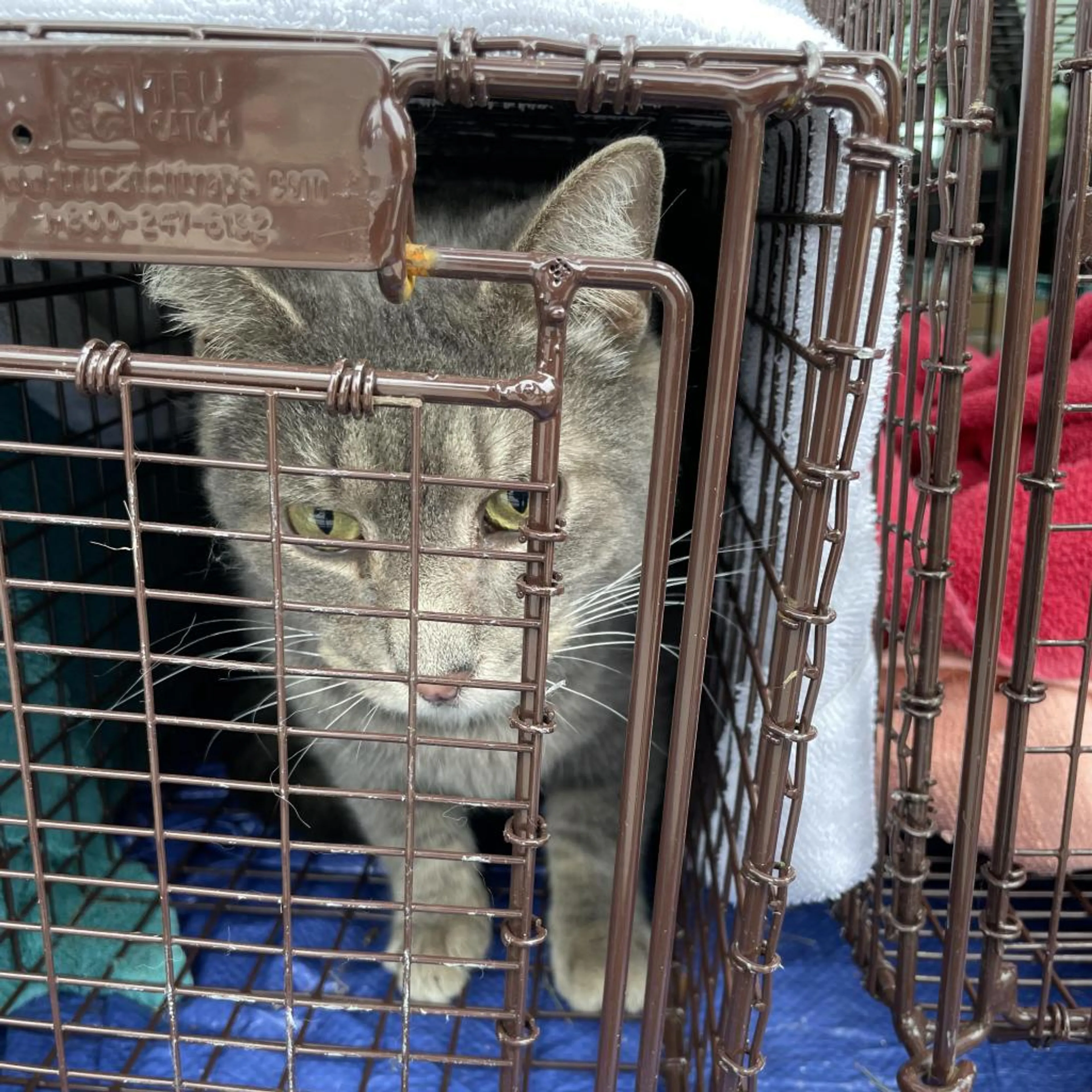 Found pet-8