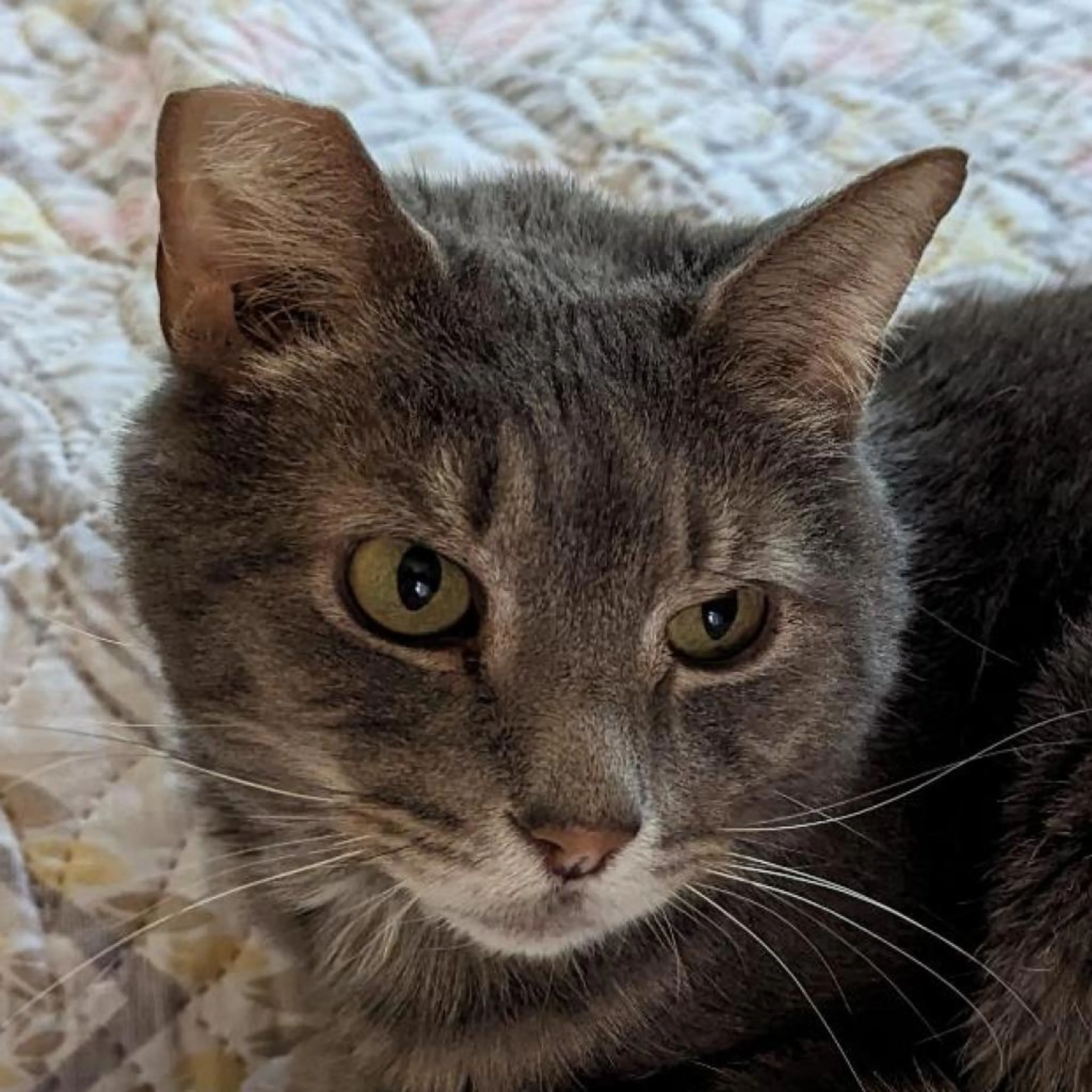 Found pet-7