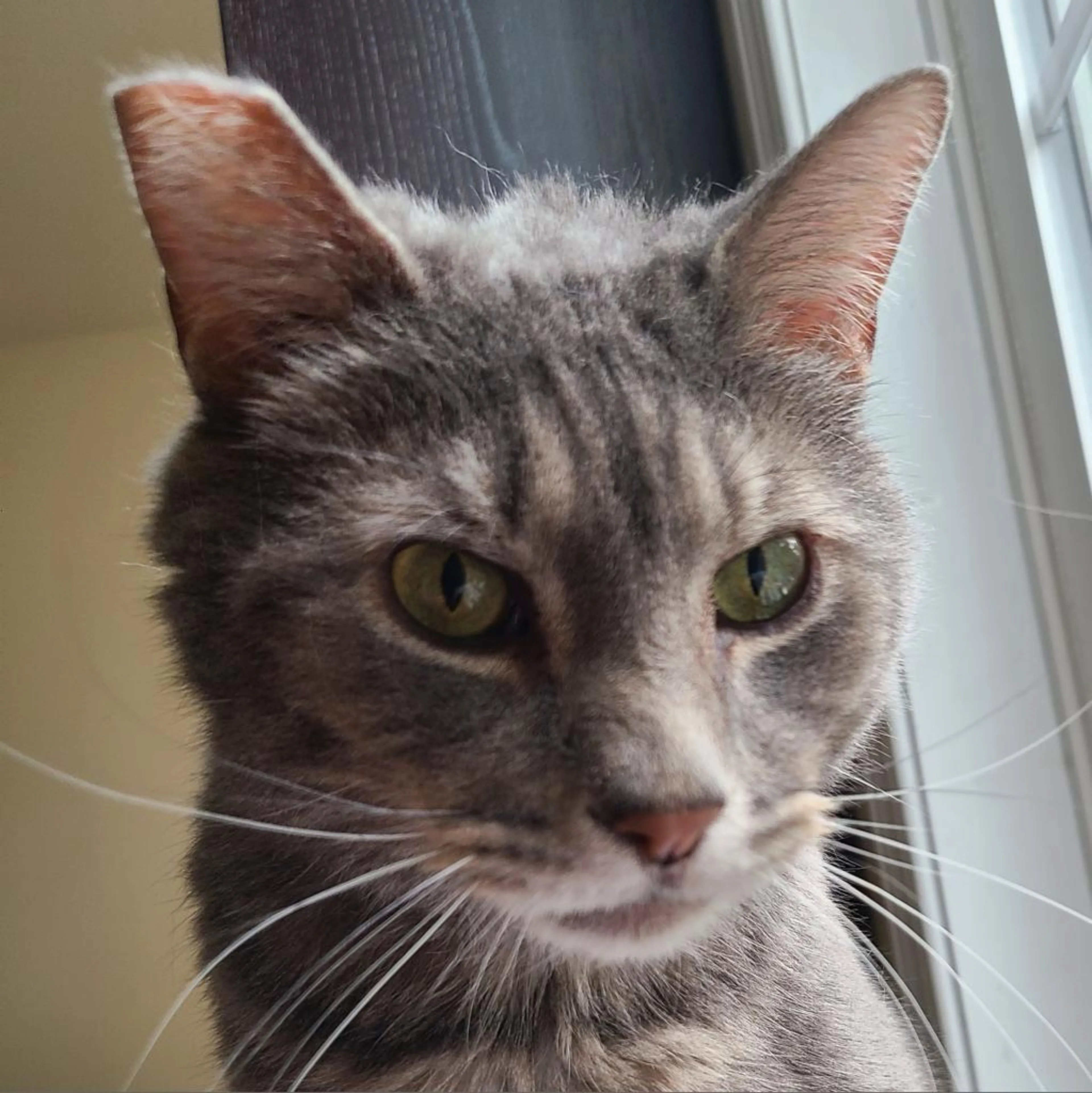 Found pet-3