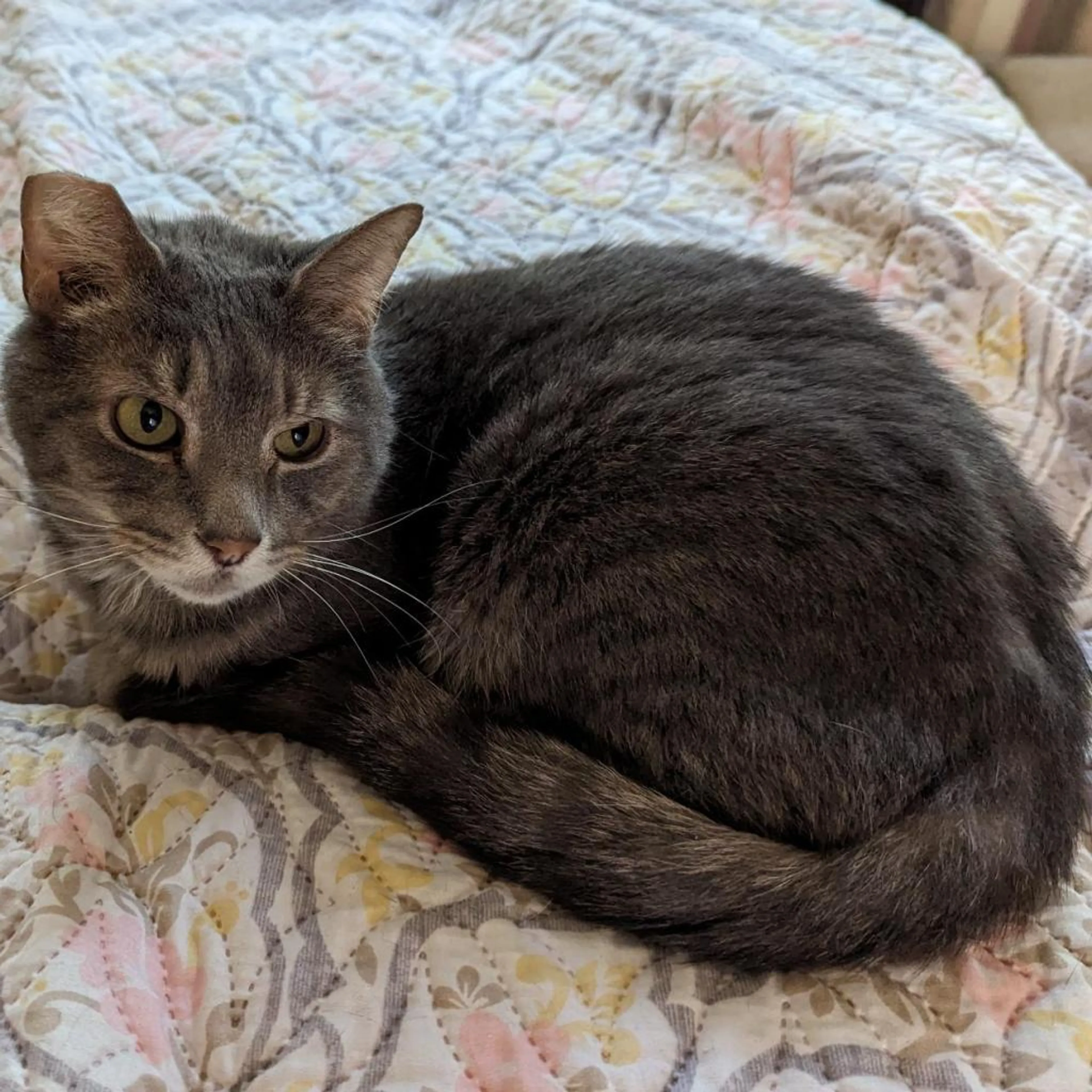 Found pet-10