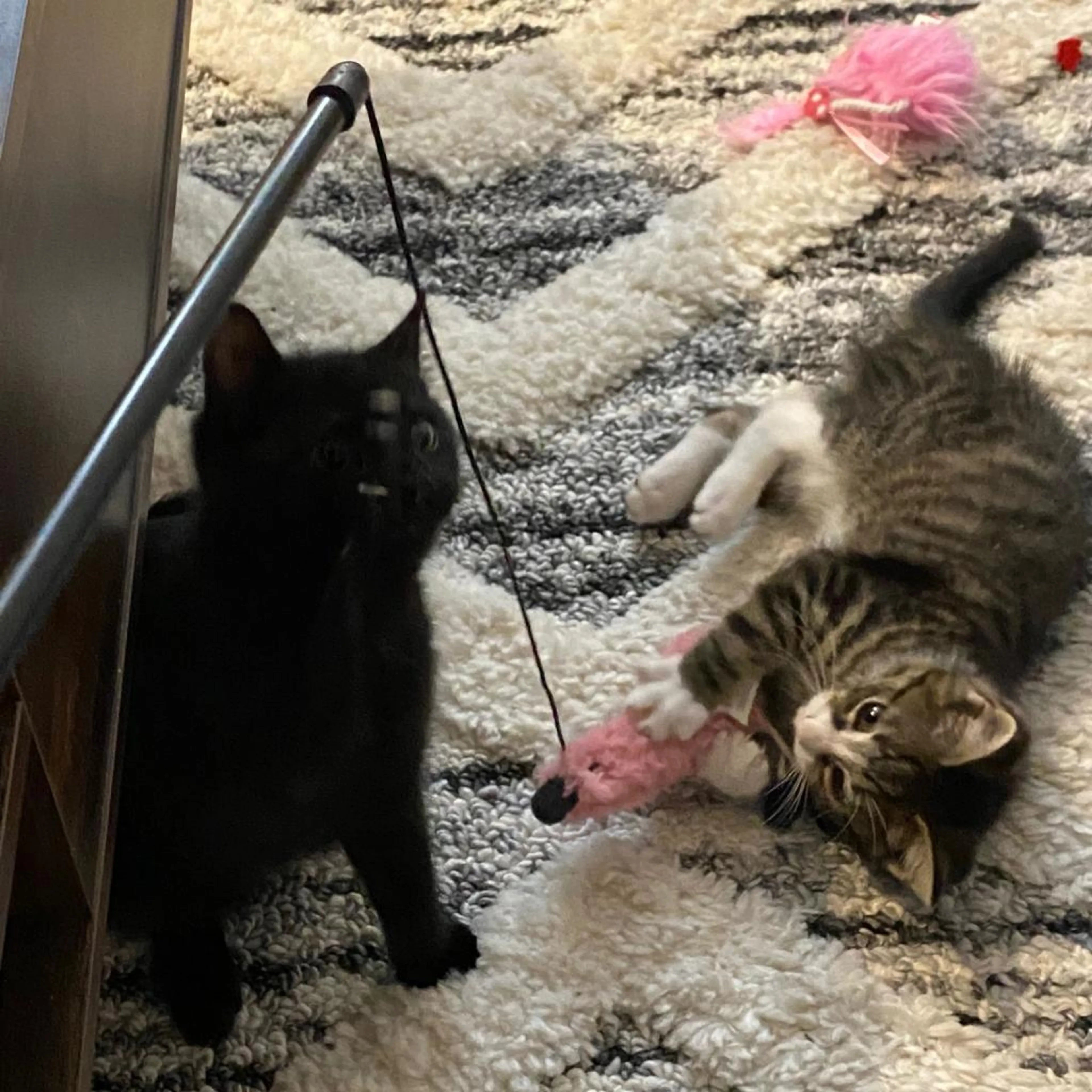 Found pet-4