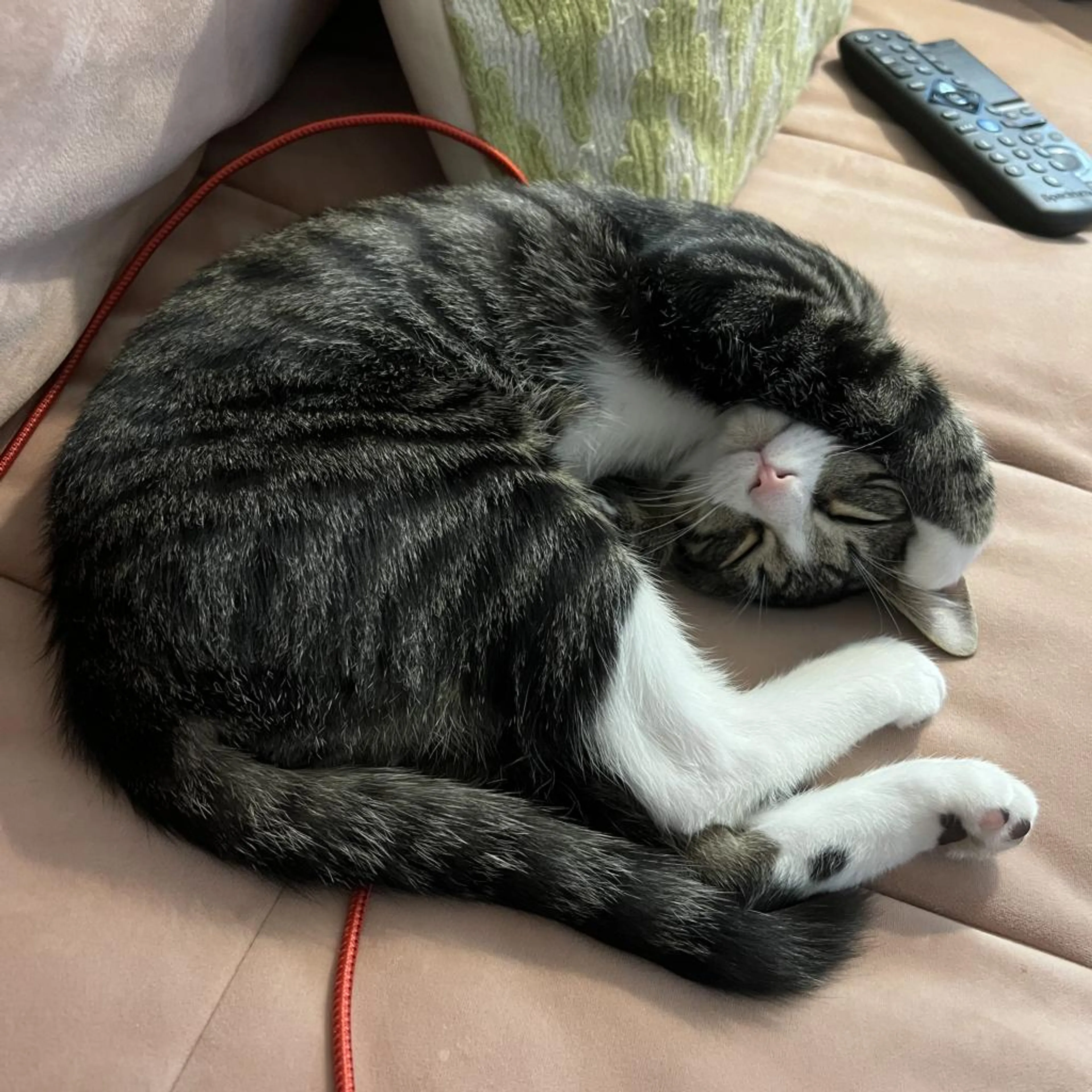 Found pet-3