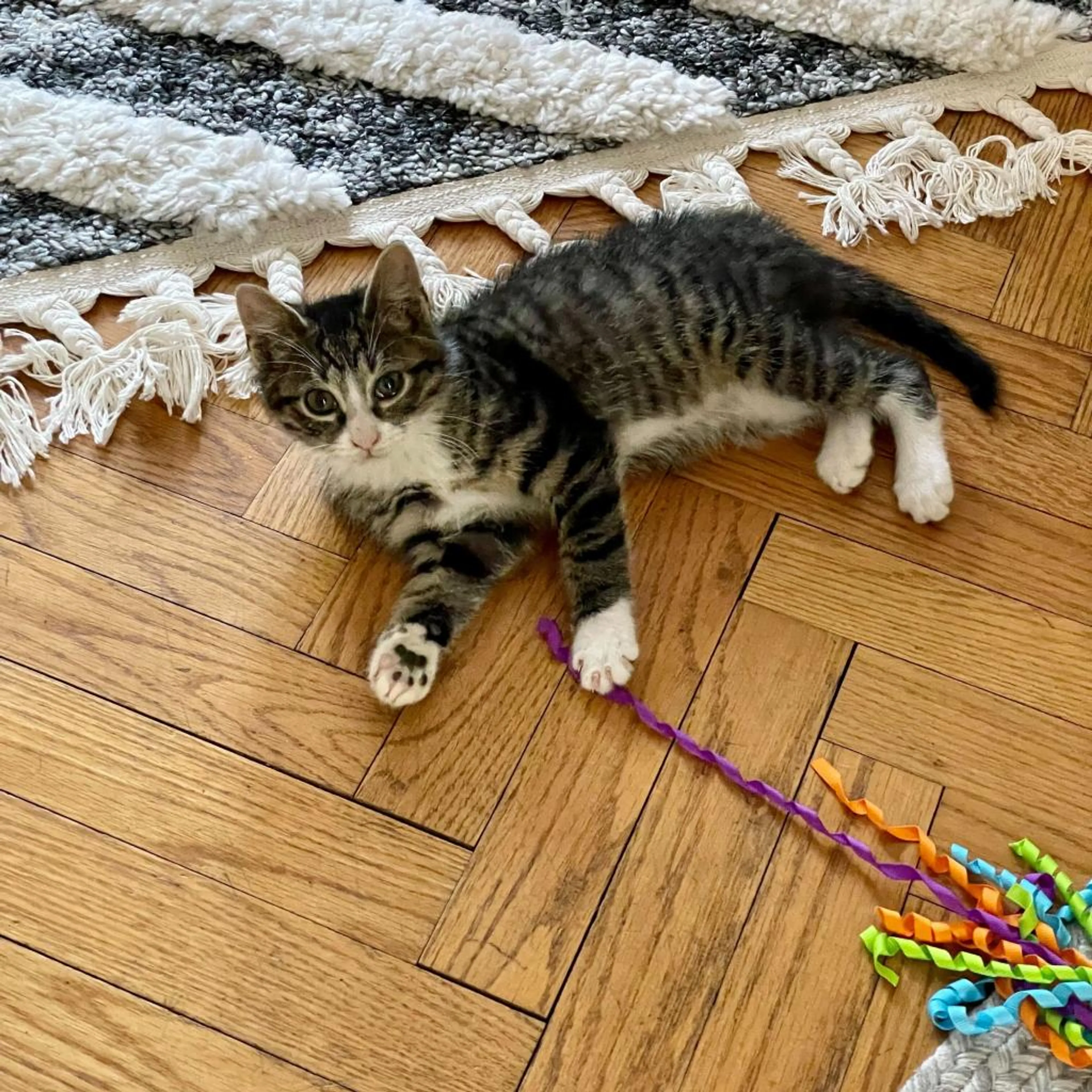Found pet-6
