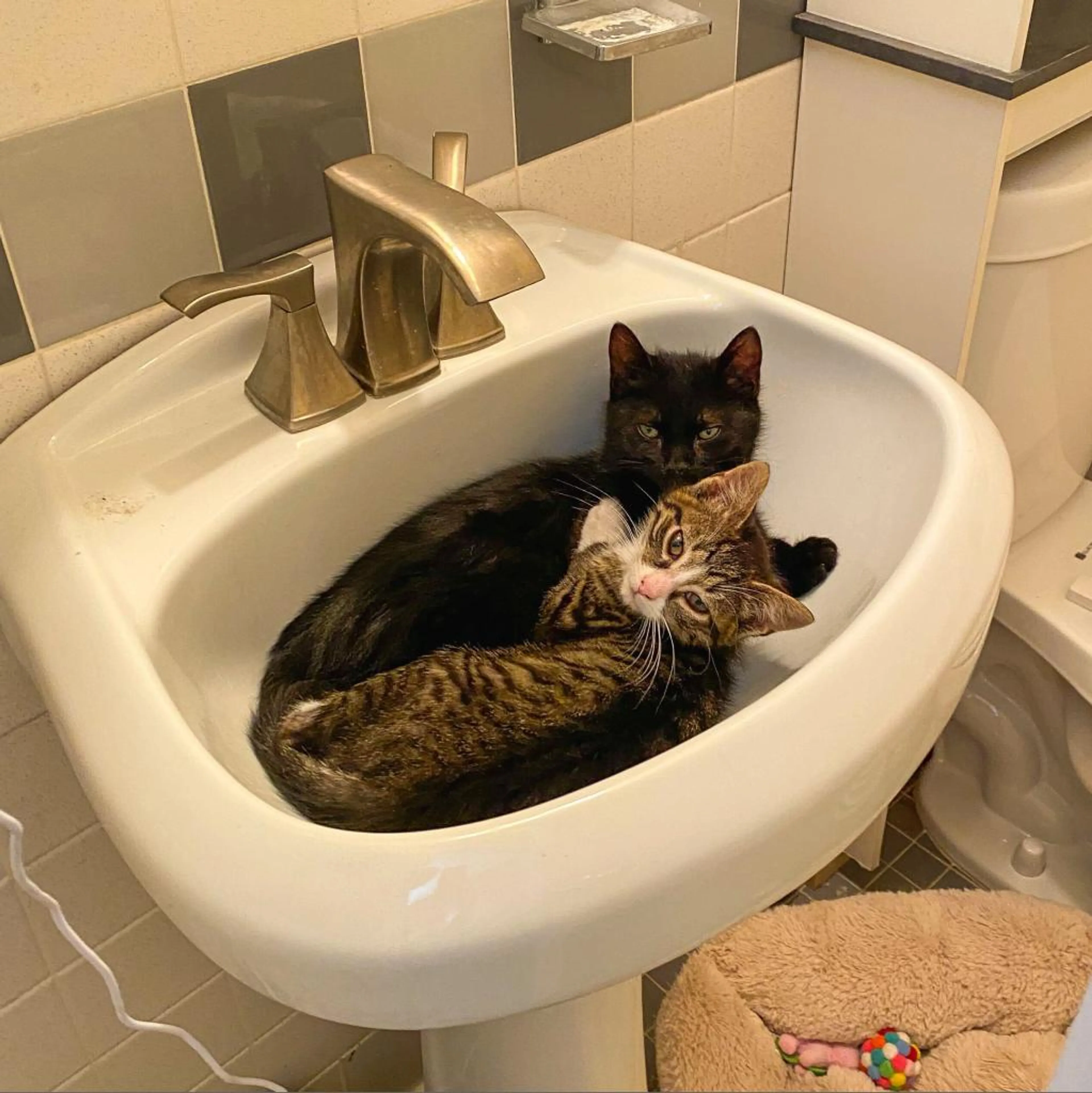Found pet-7