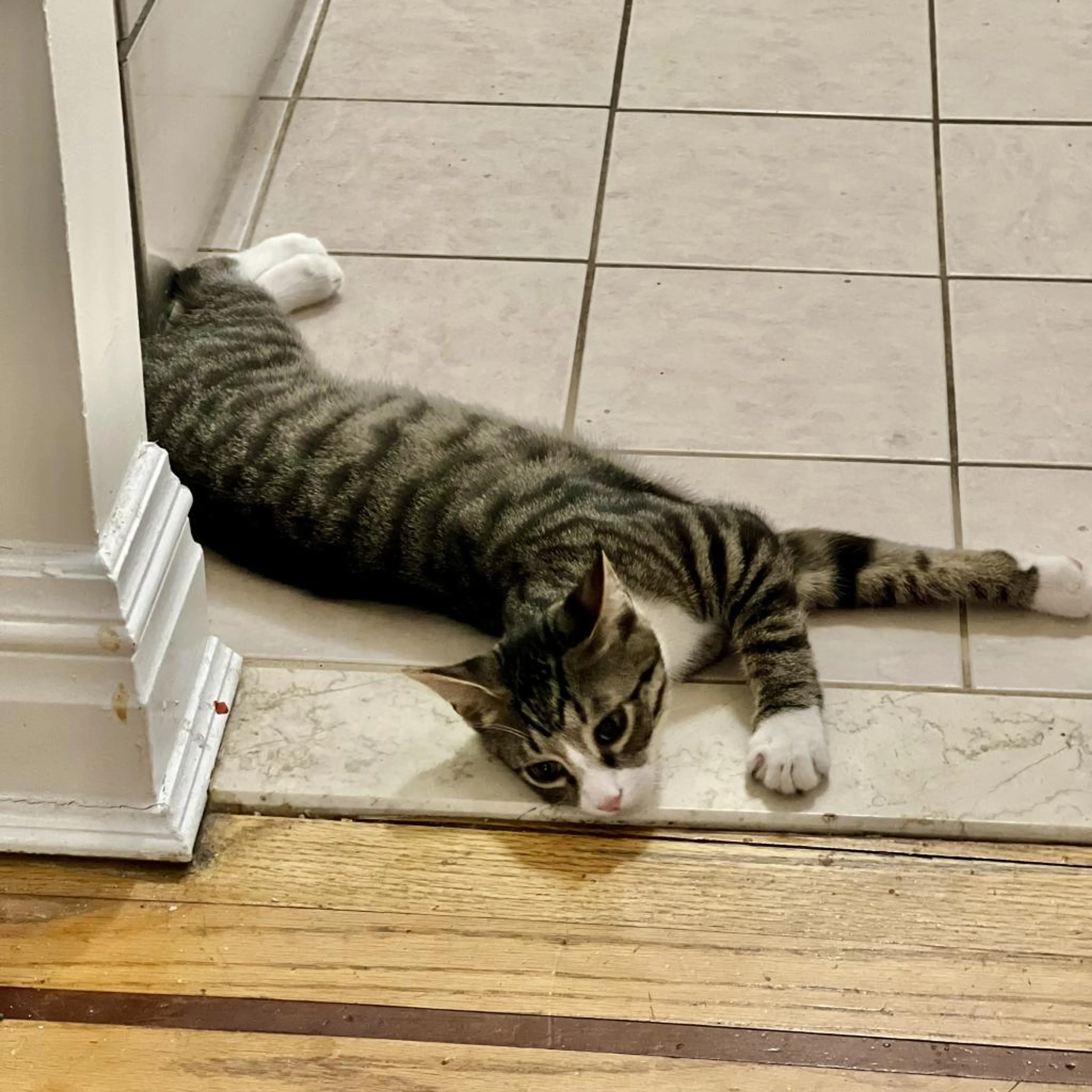 Found pet-1