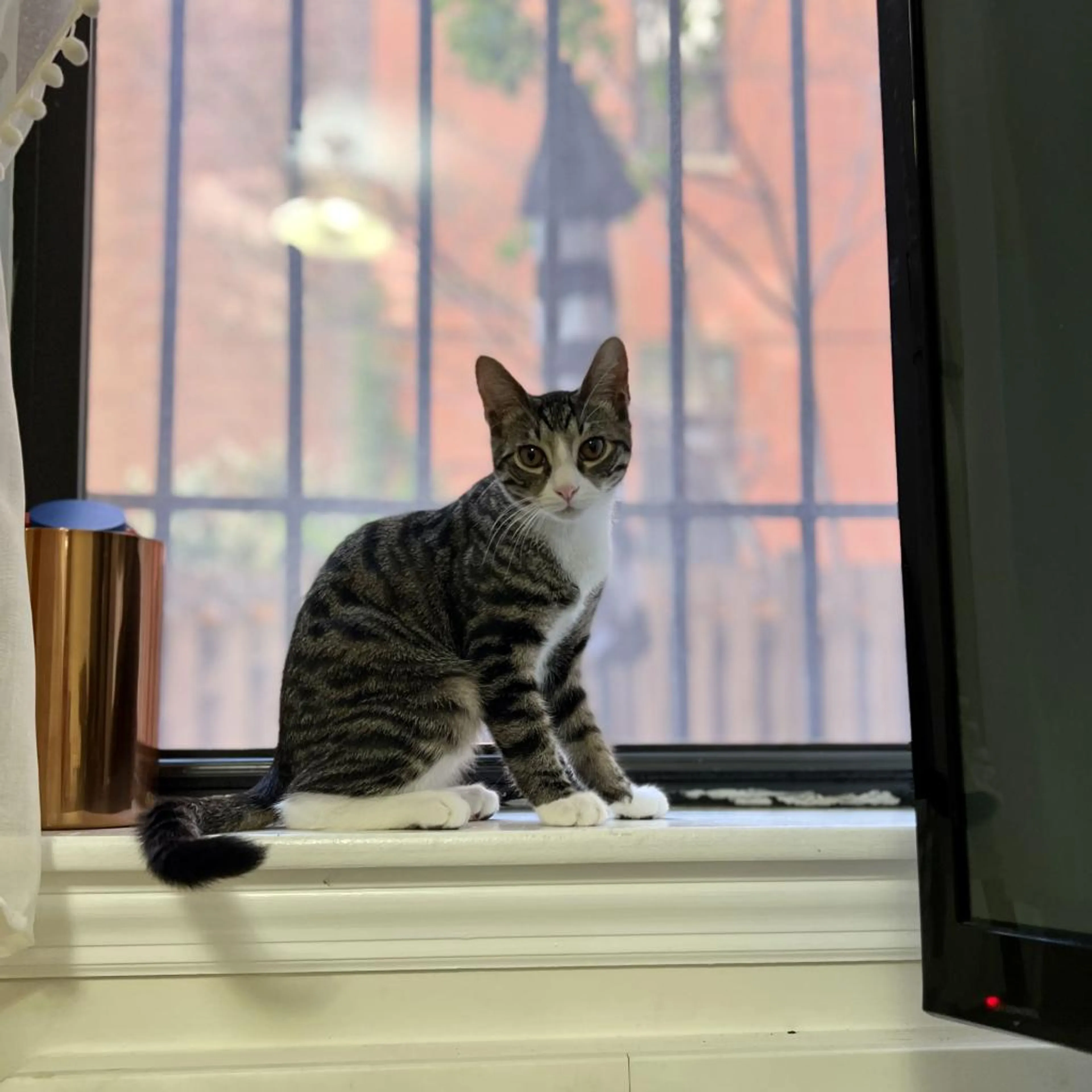 Found pet-2