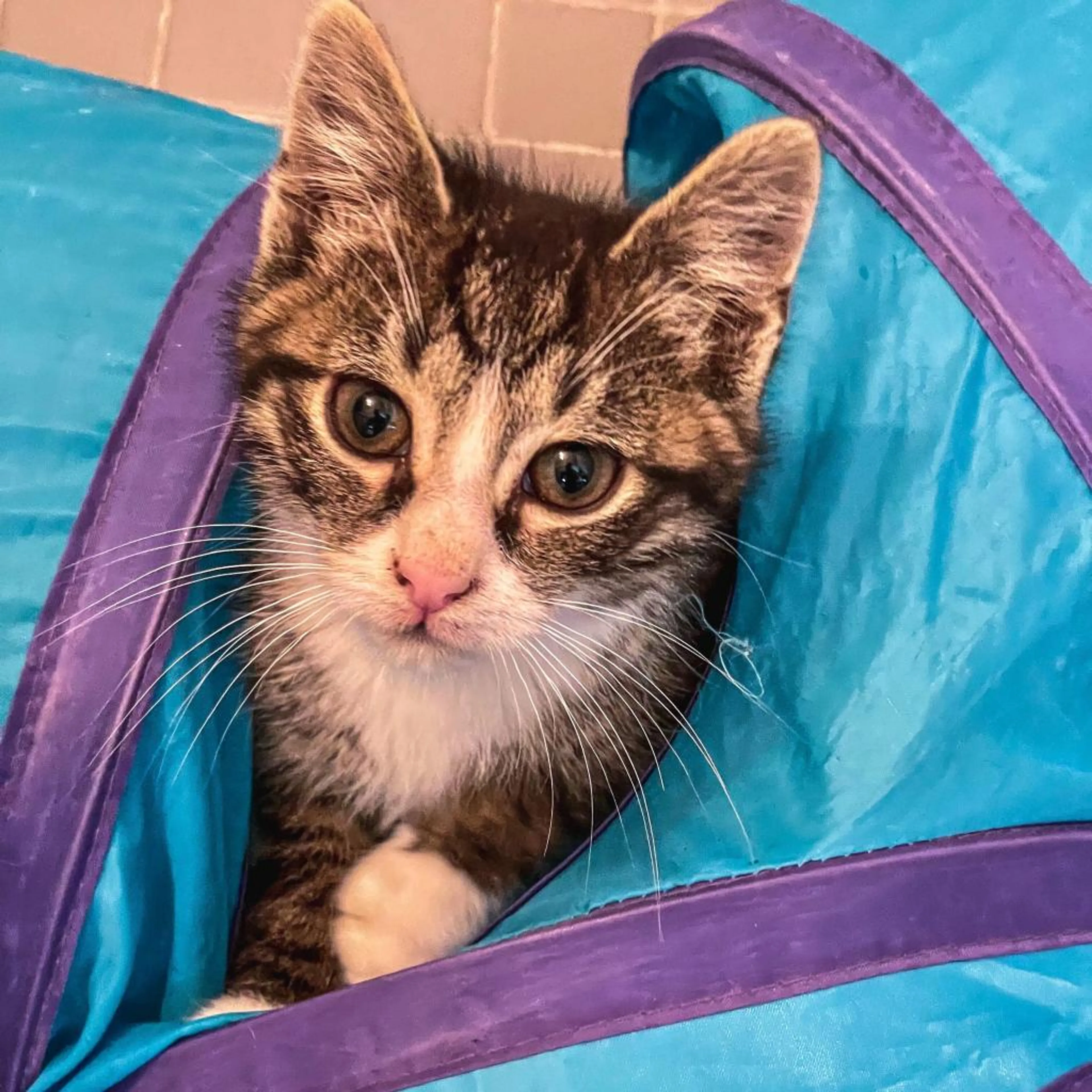 Found pet-5
