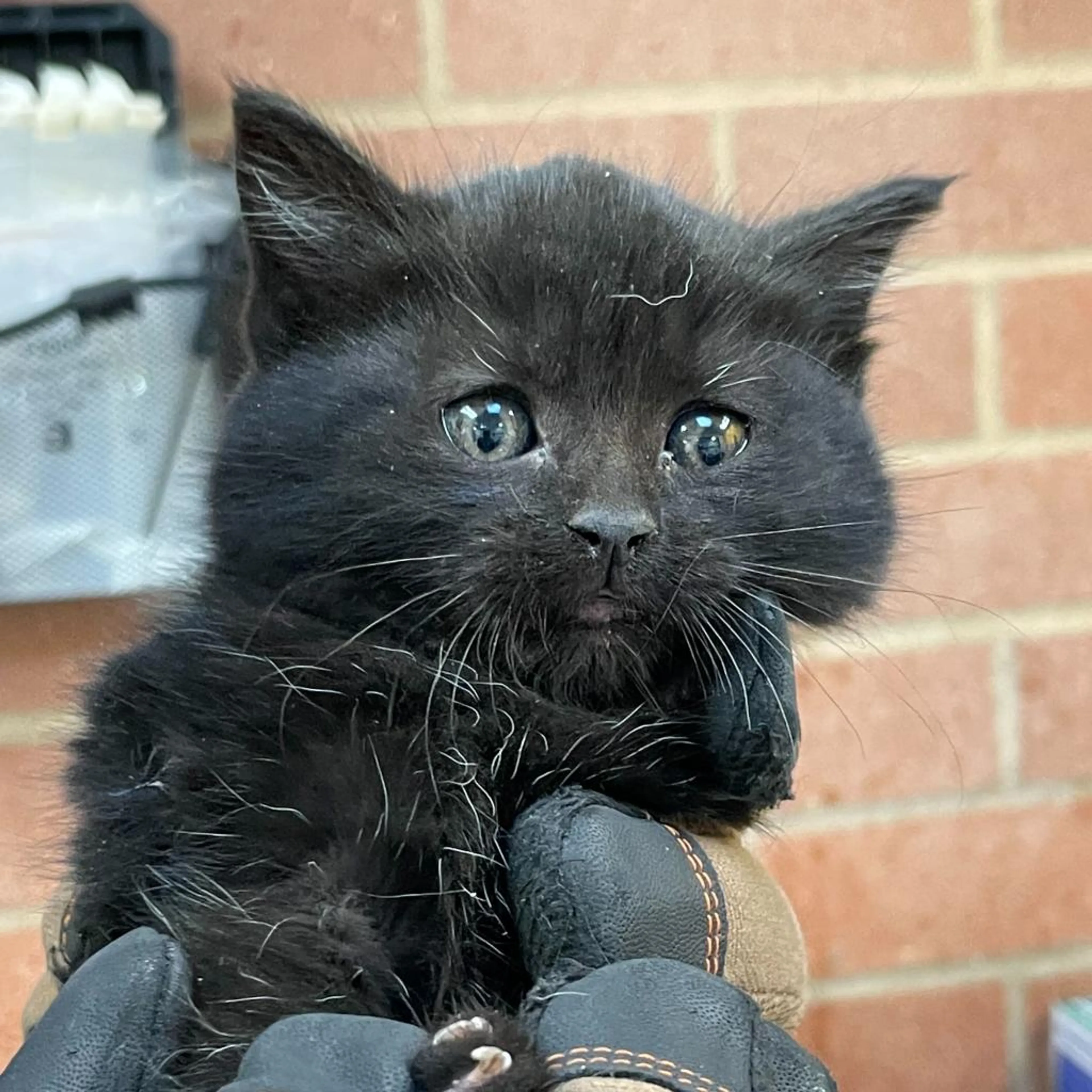 Found pet-7