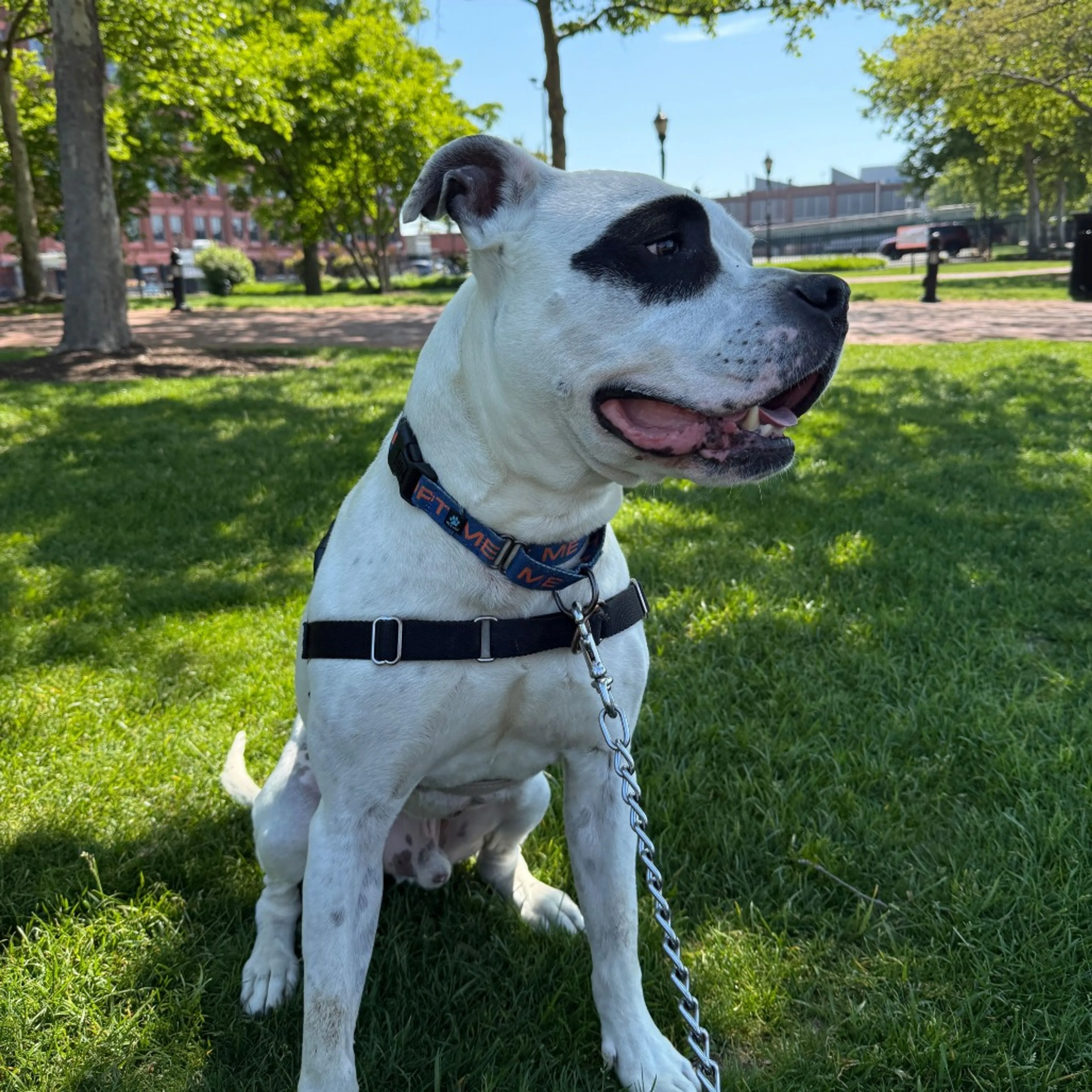 cdn image