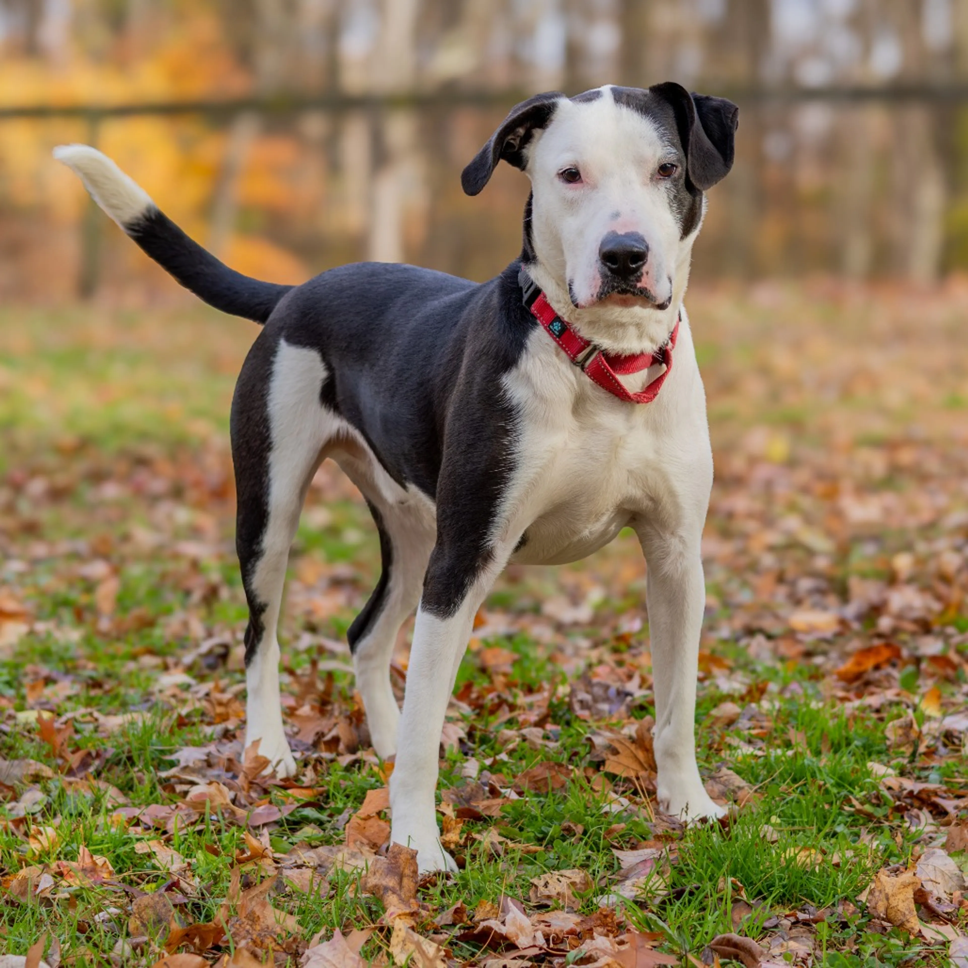 Found pet-17