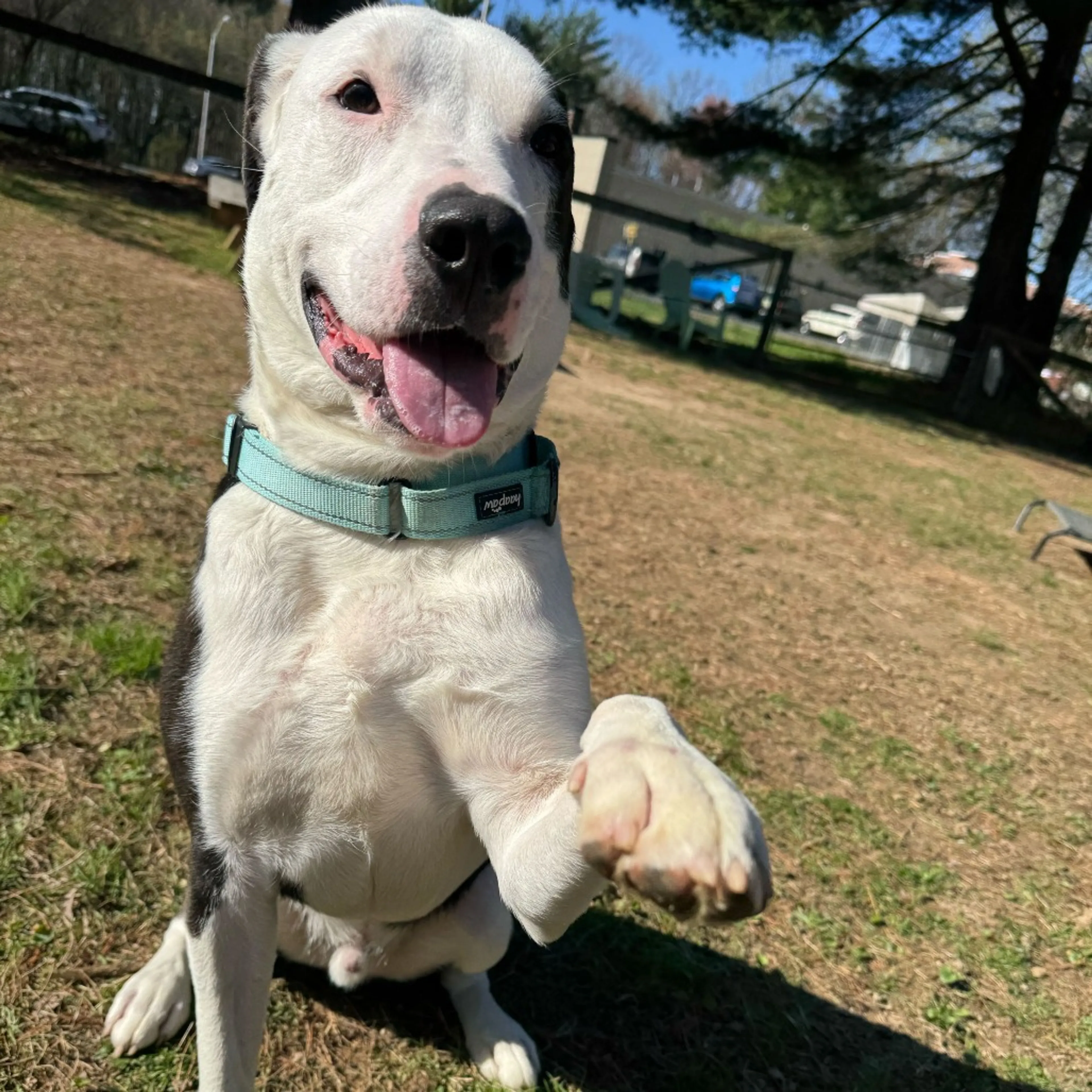 Found pet-4