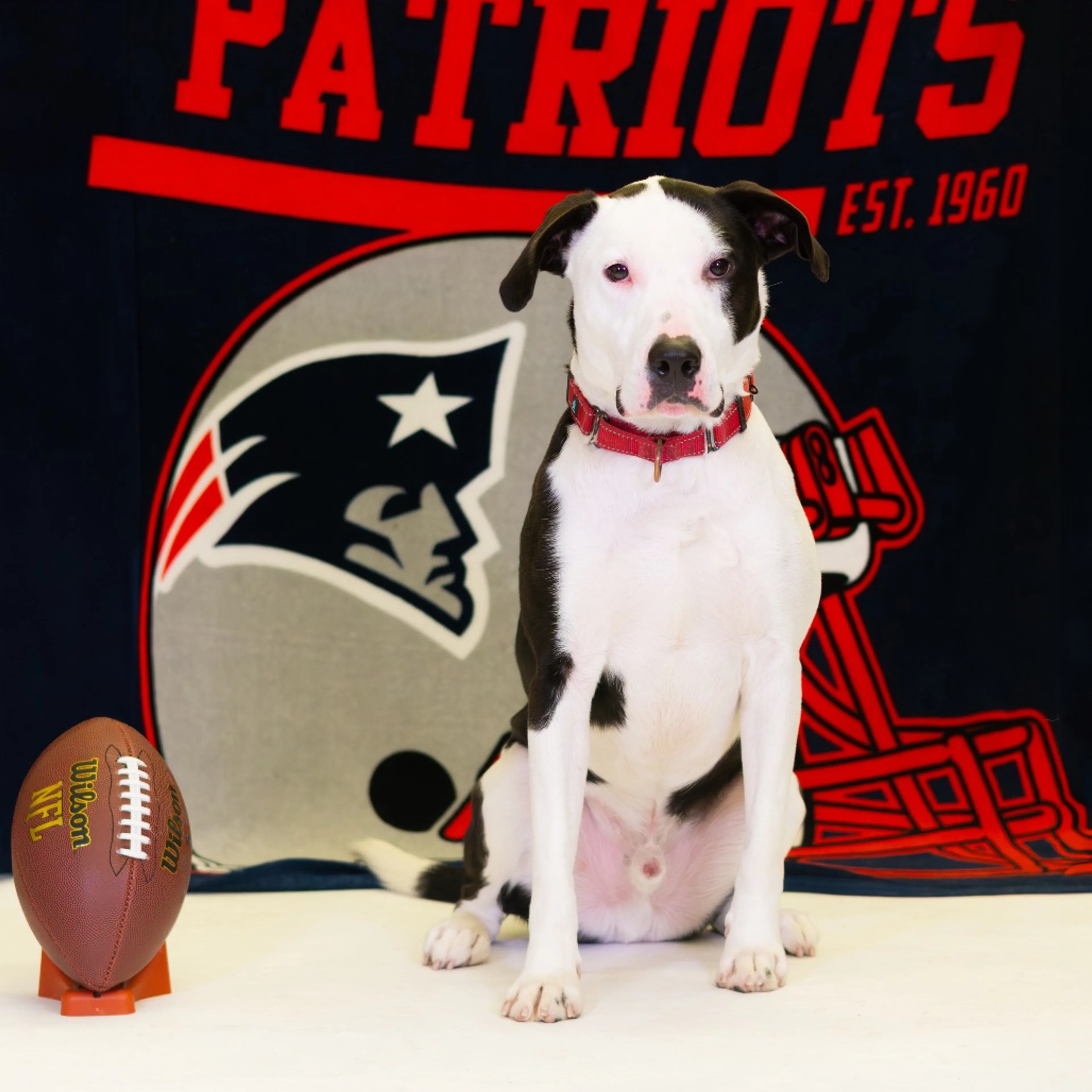 Found pet-18