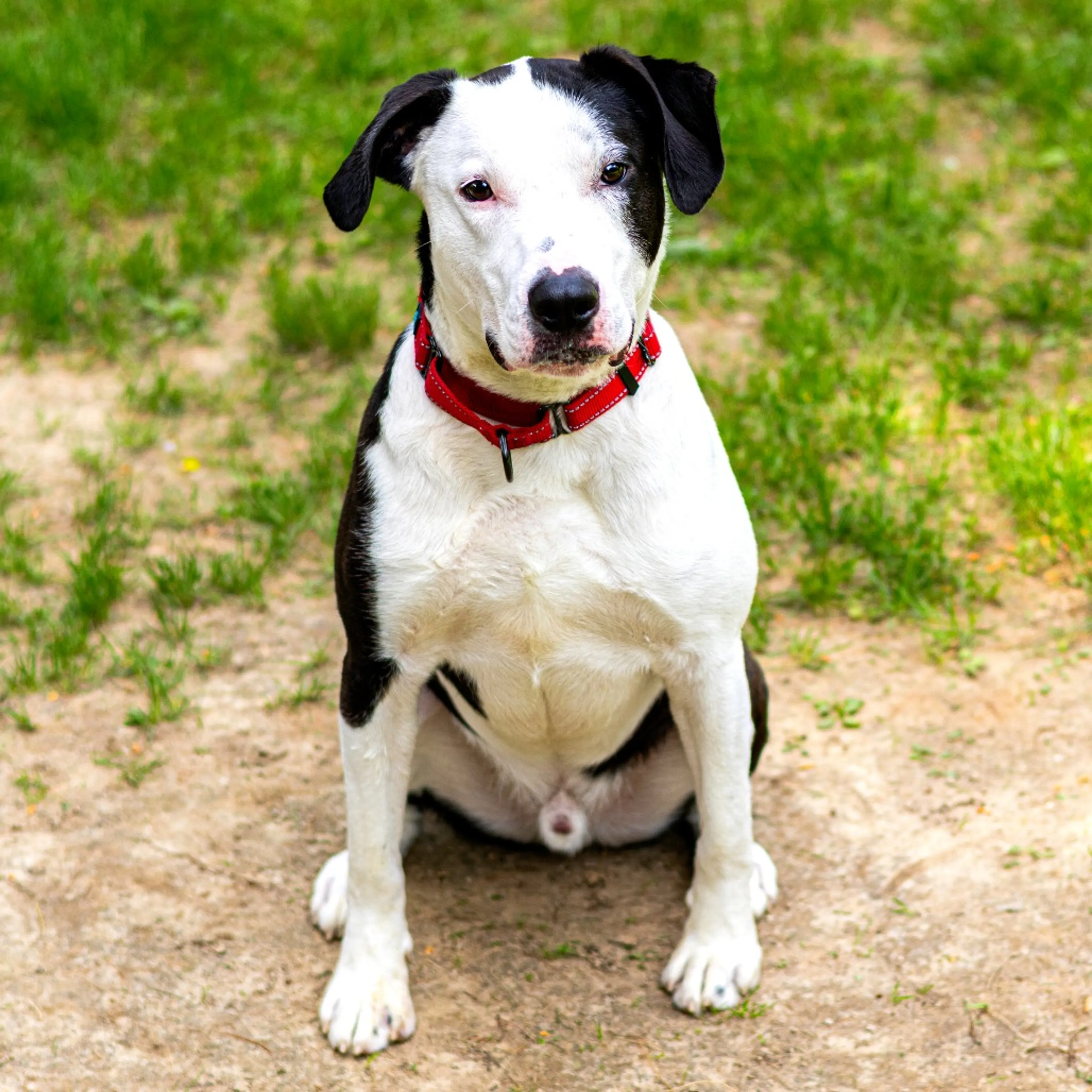 Found pet-8