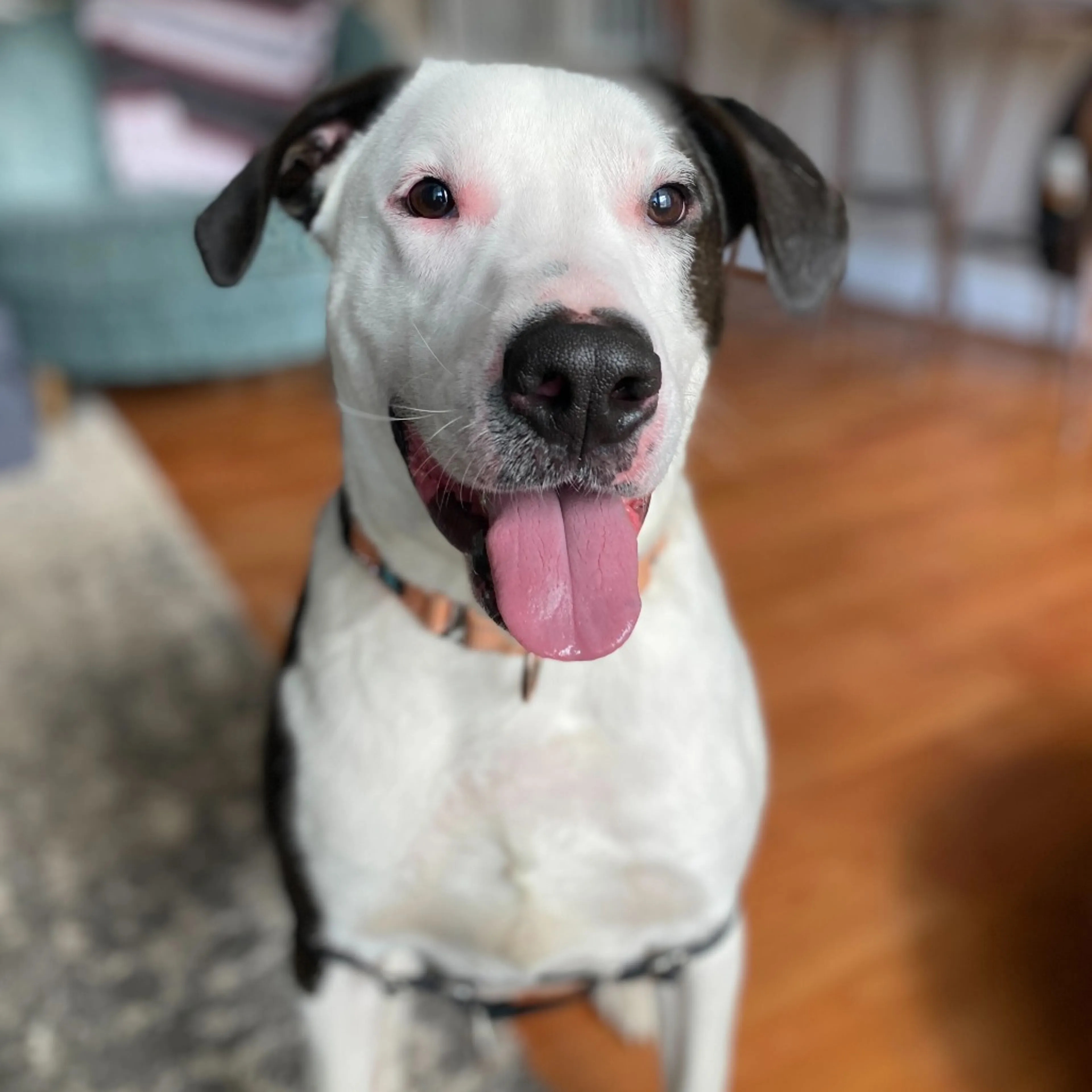 Found pet-5