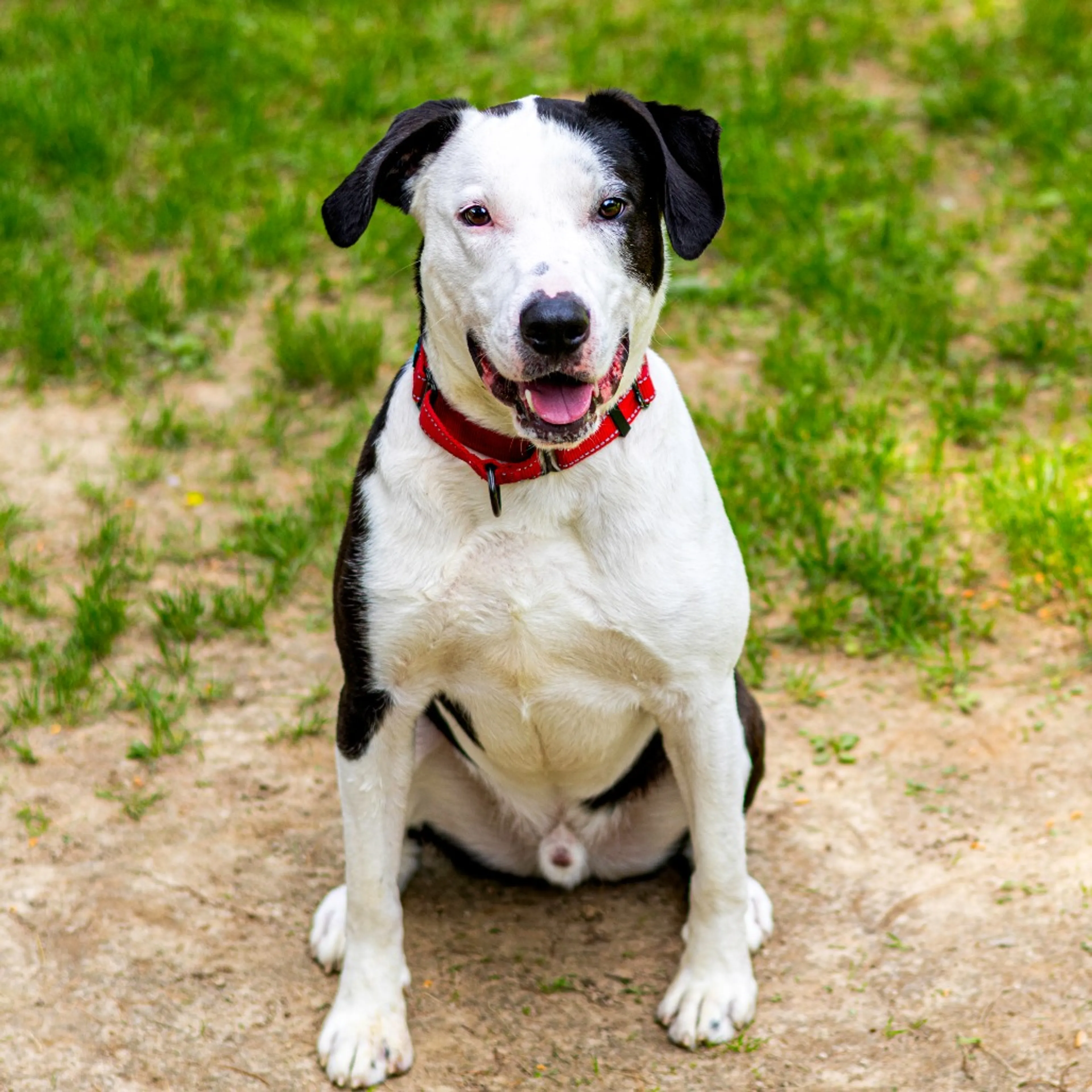 Found pet-7