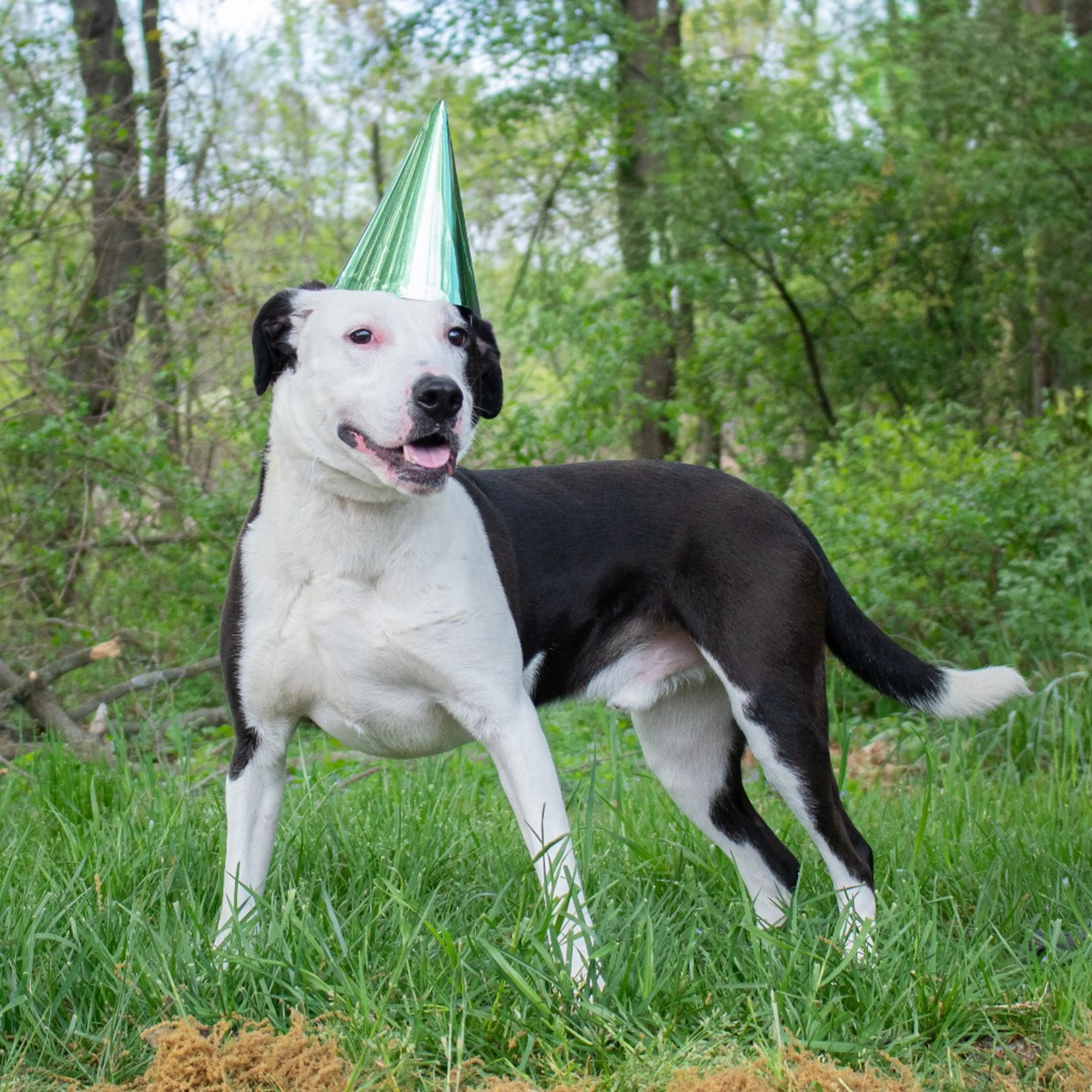 Found pet-20