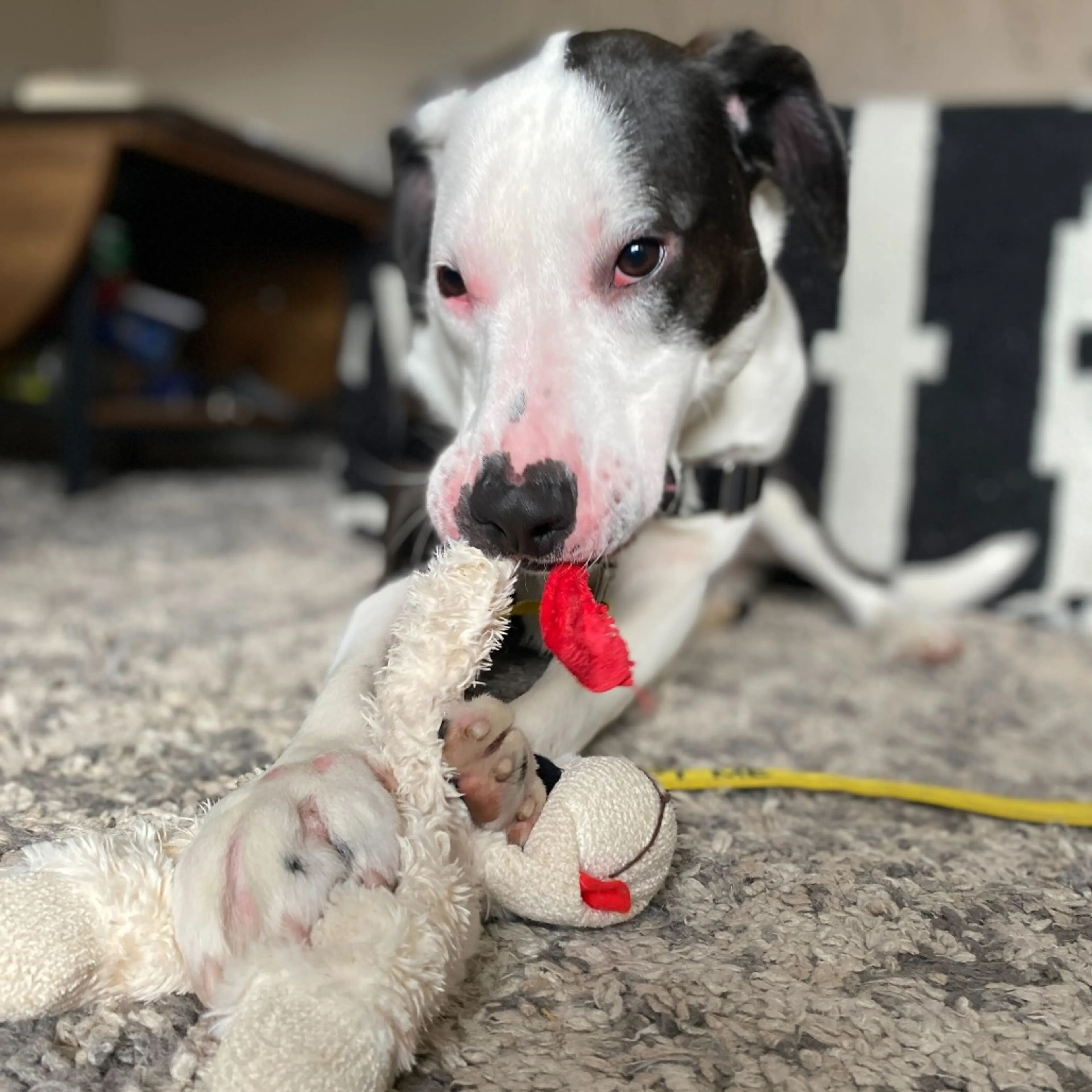 Found pet-6