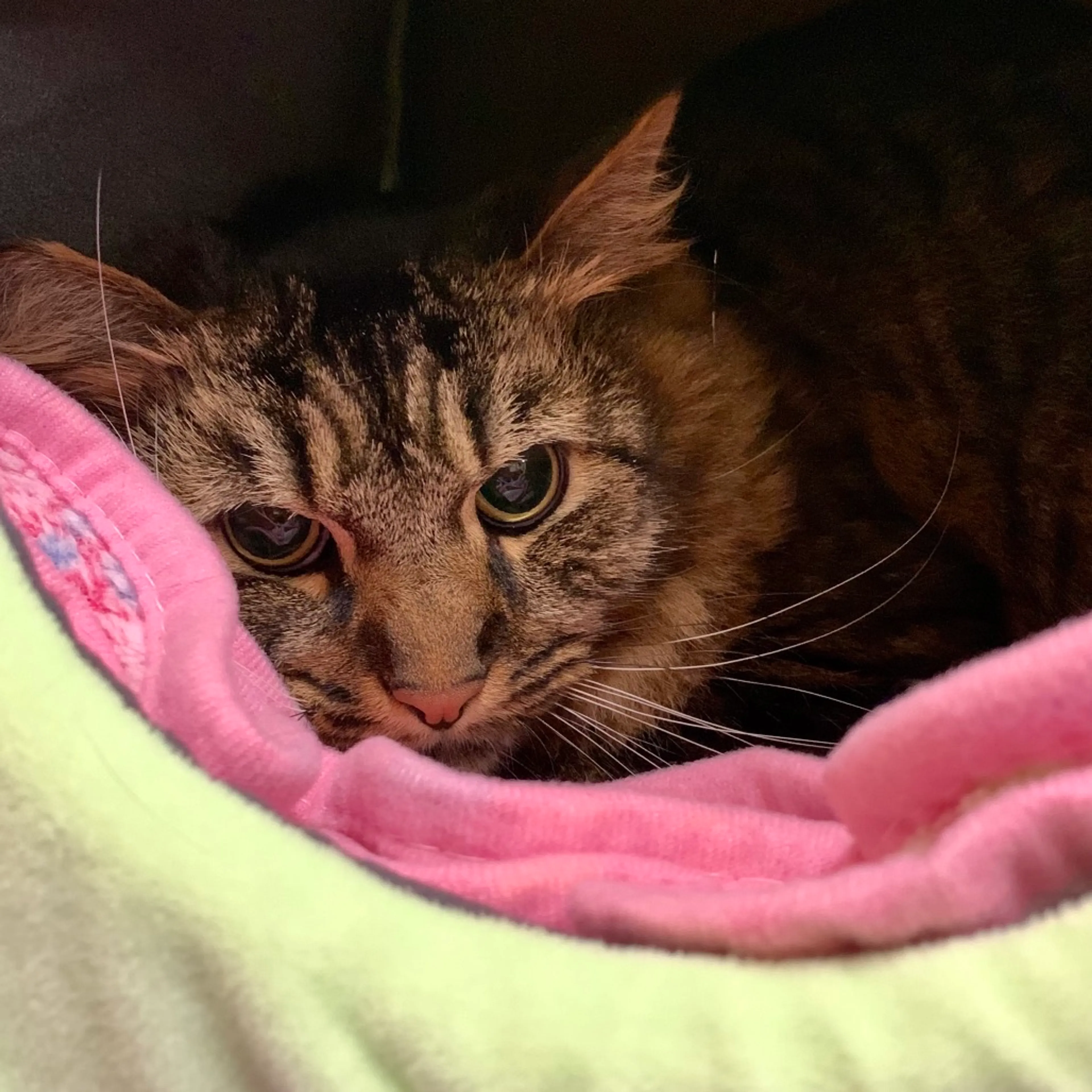 Found pet-4