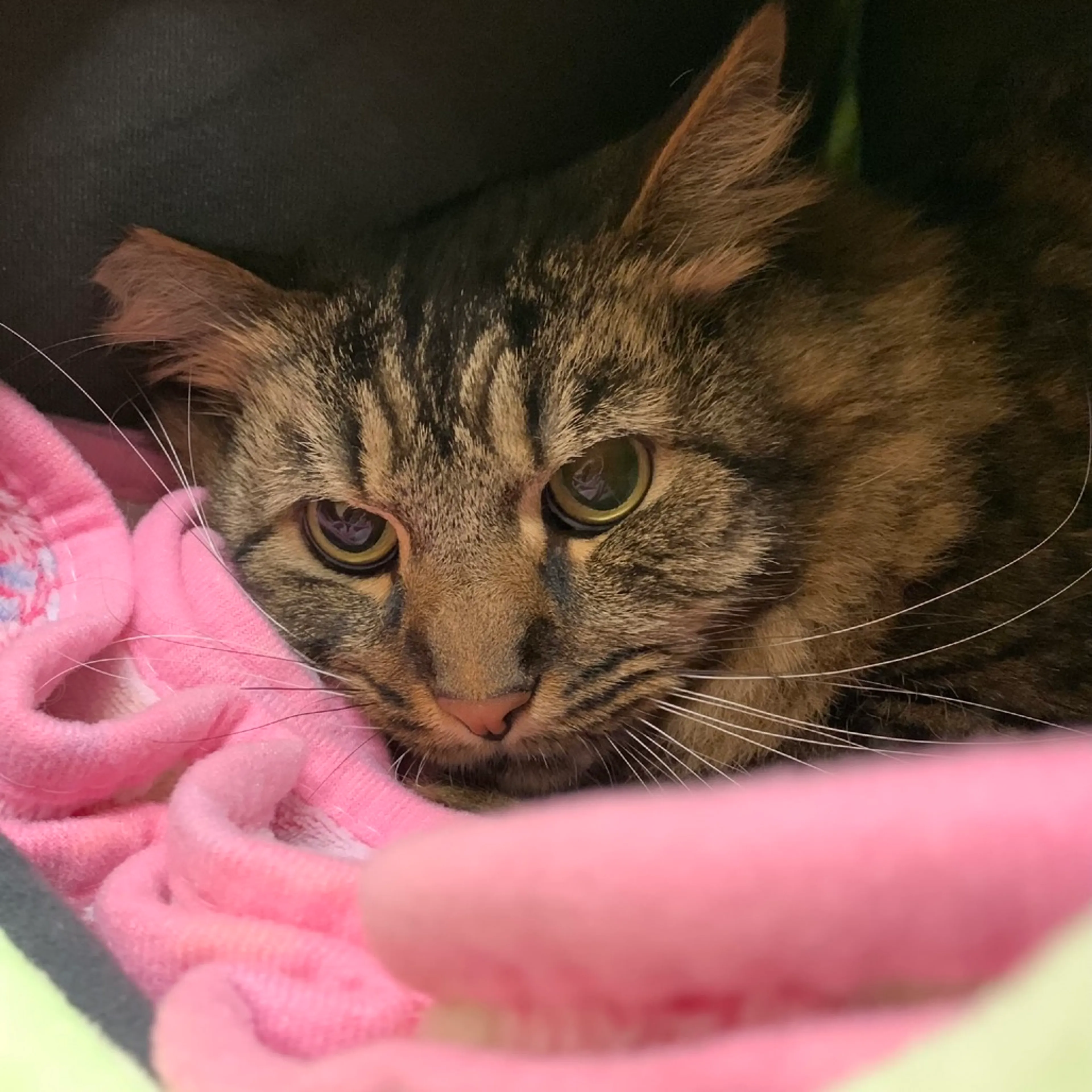 Found pet-5