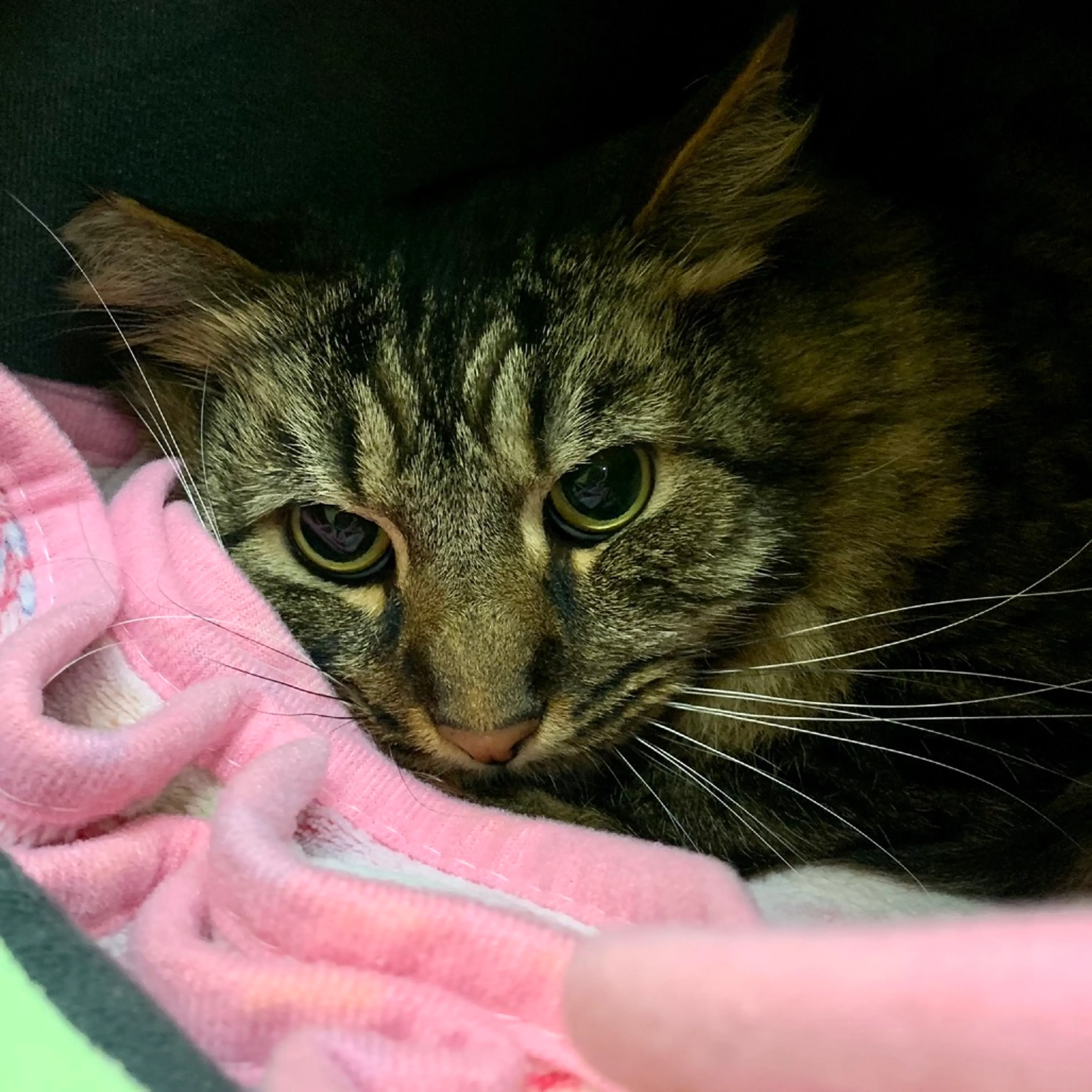 Found pet-7
