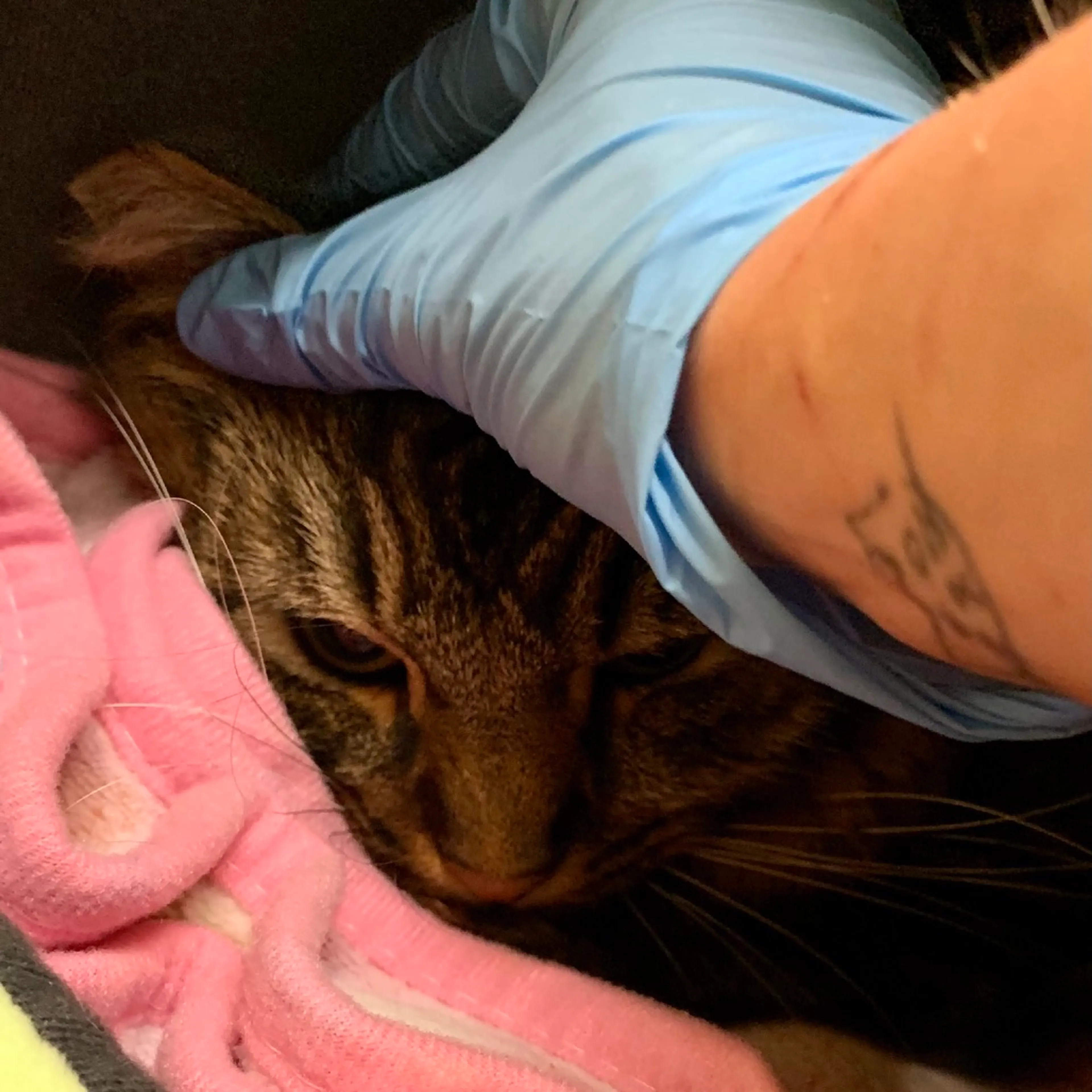 Found pet-6