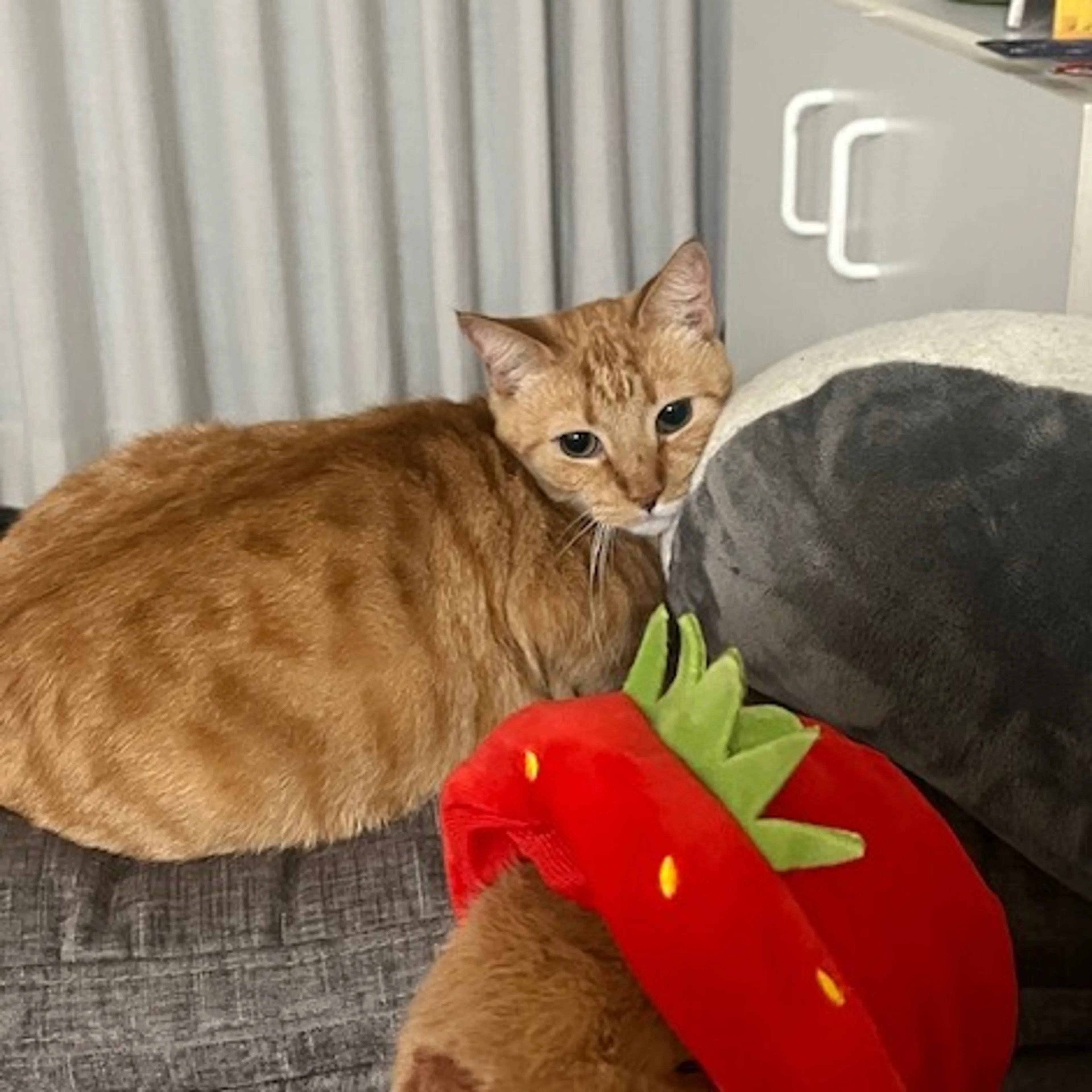 Found pet-0