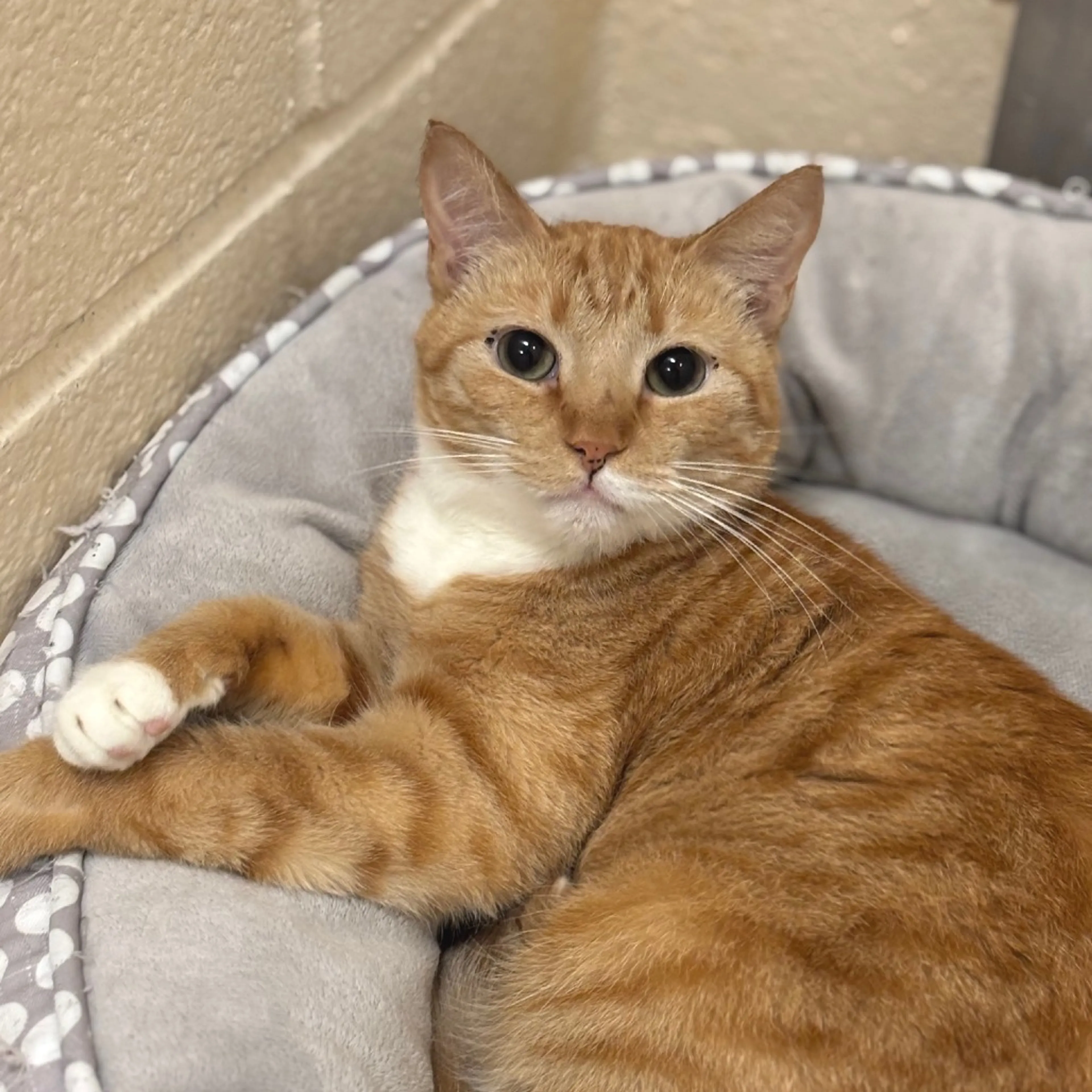 Found pet-5