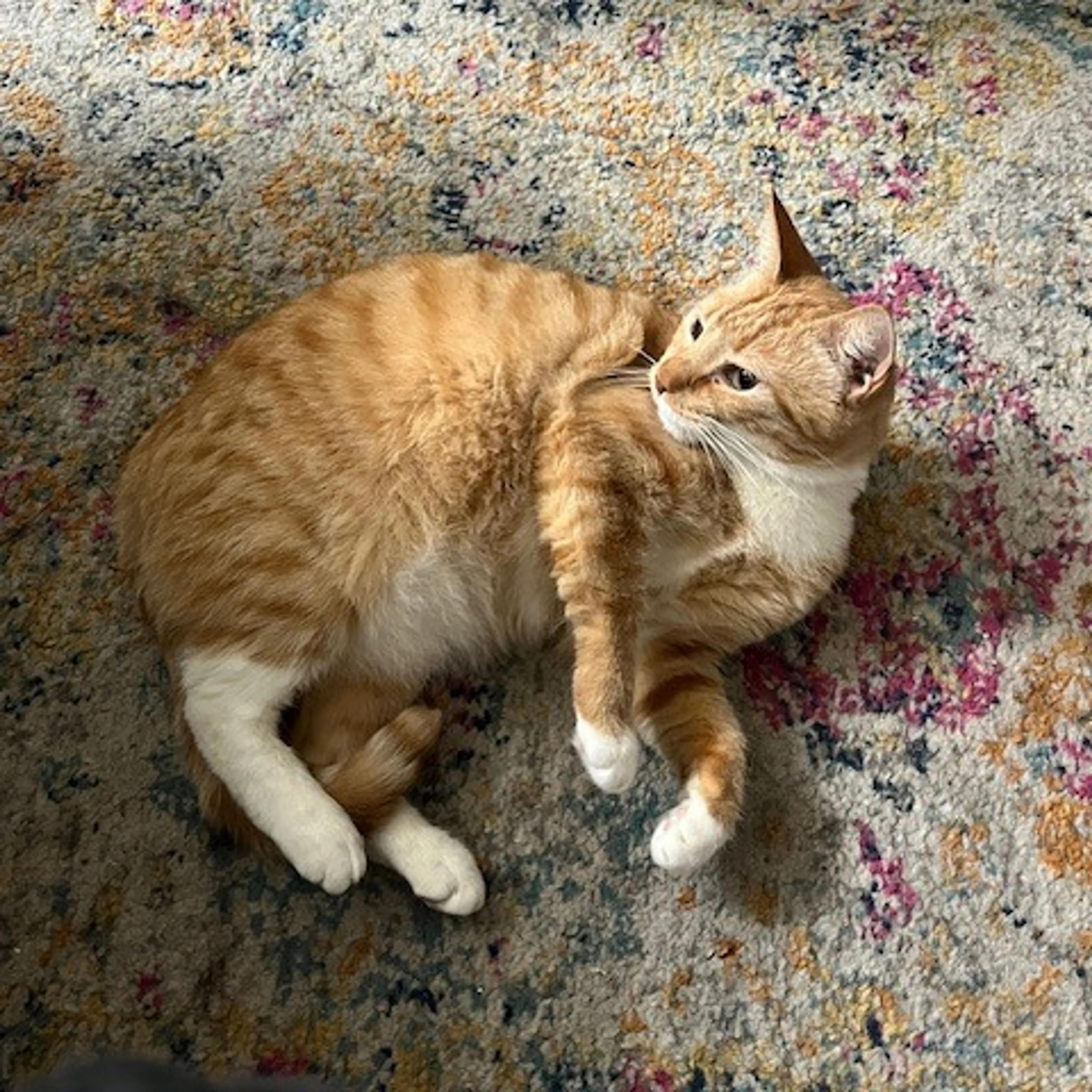 Found pet-6