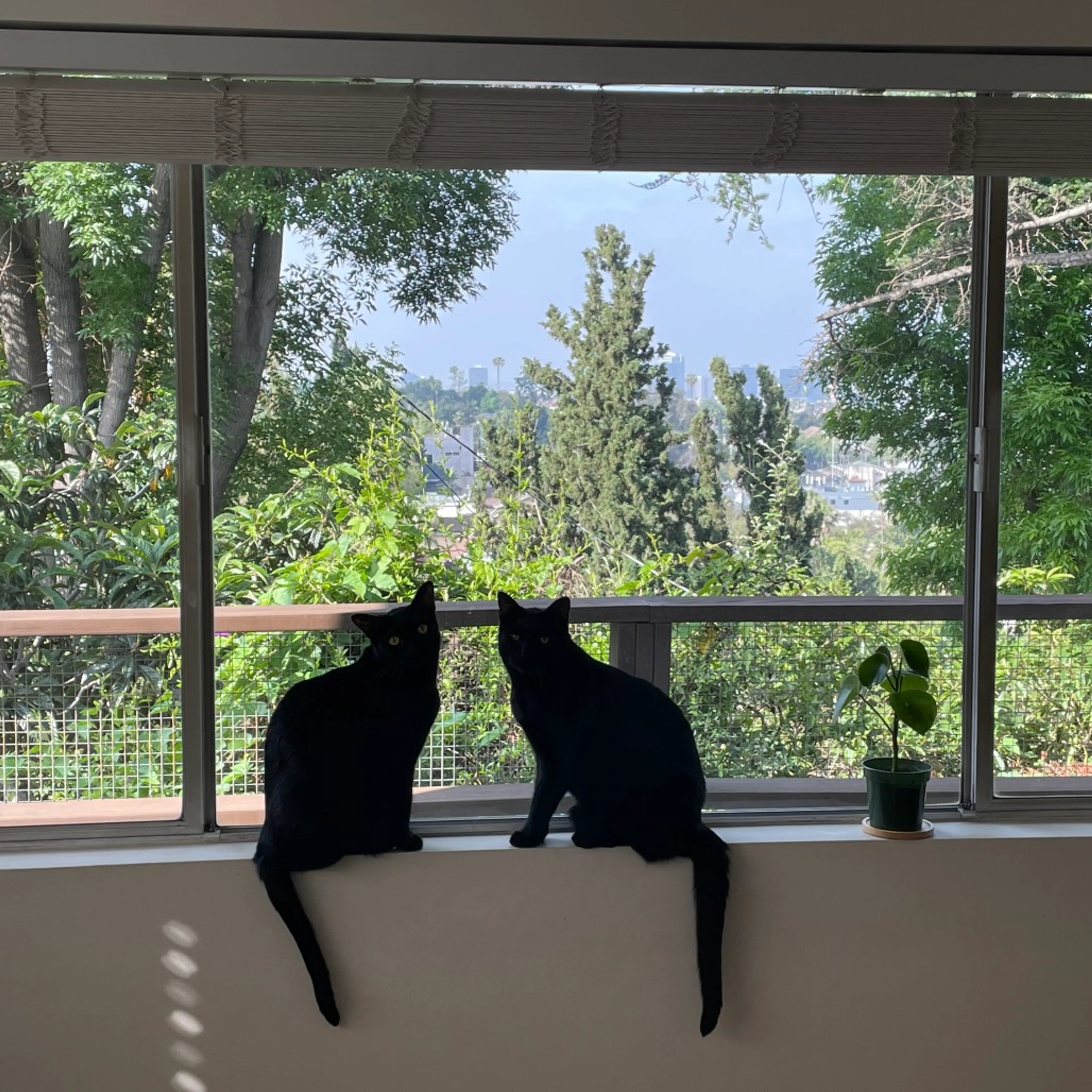 cdn image