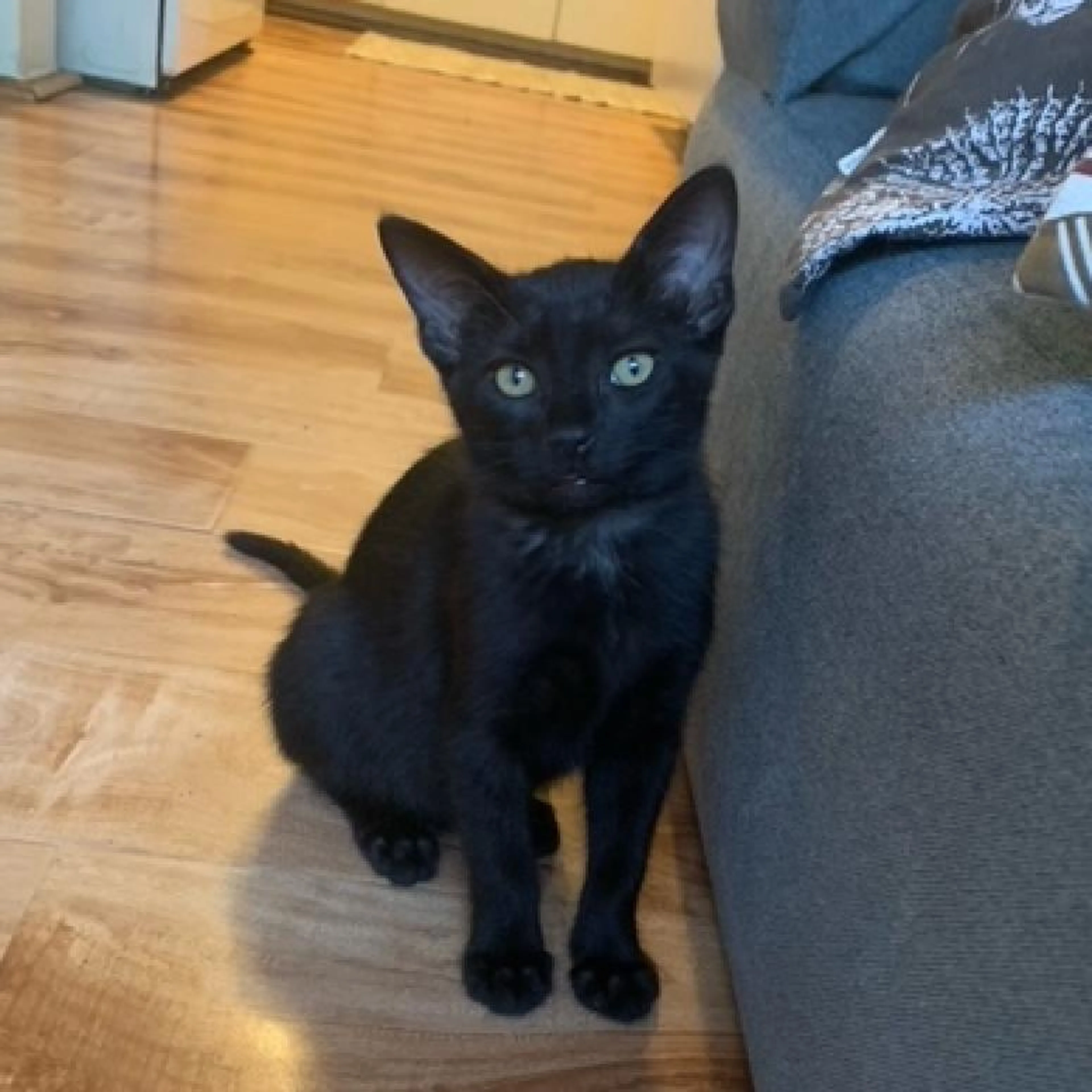 cdn image