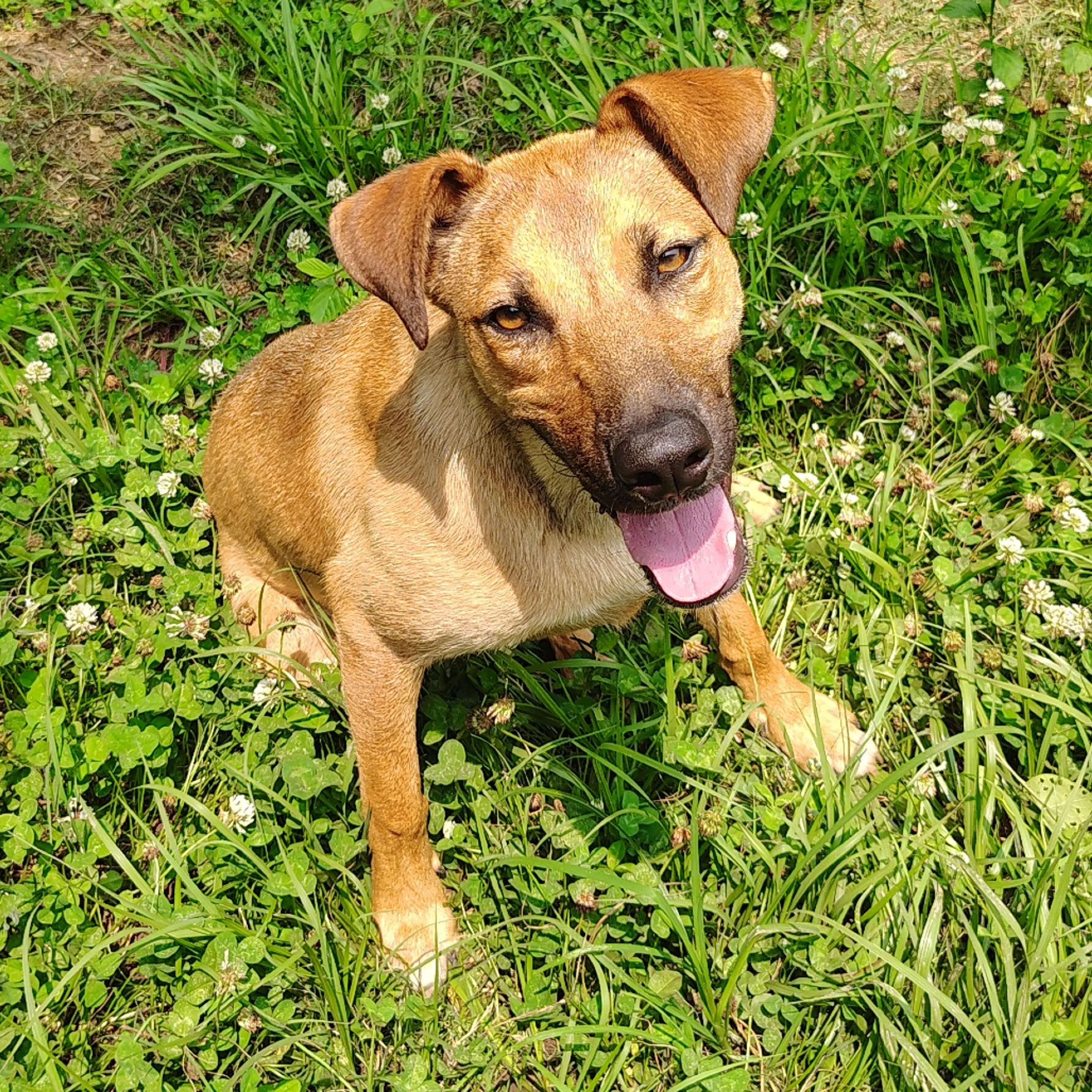 Found pet-2