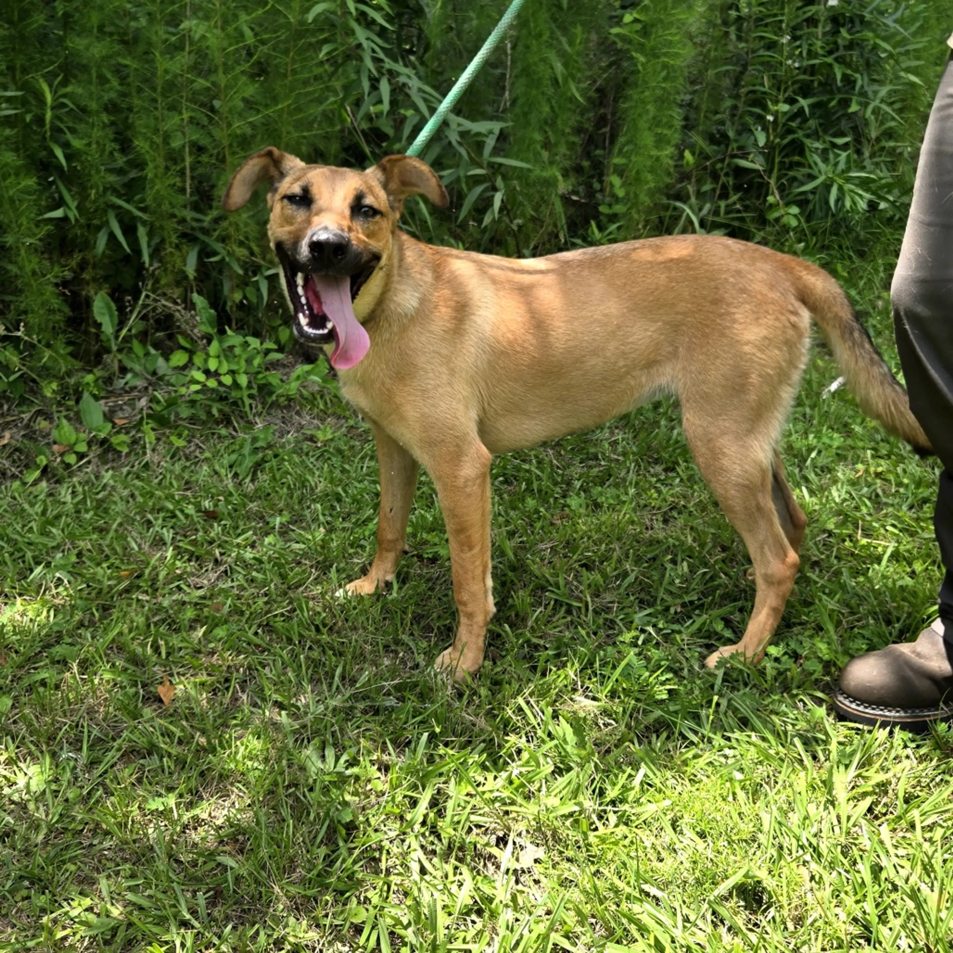 Found pet-3