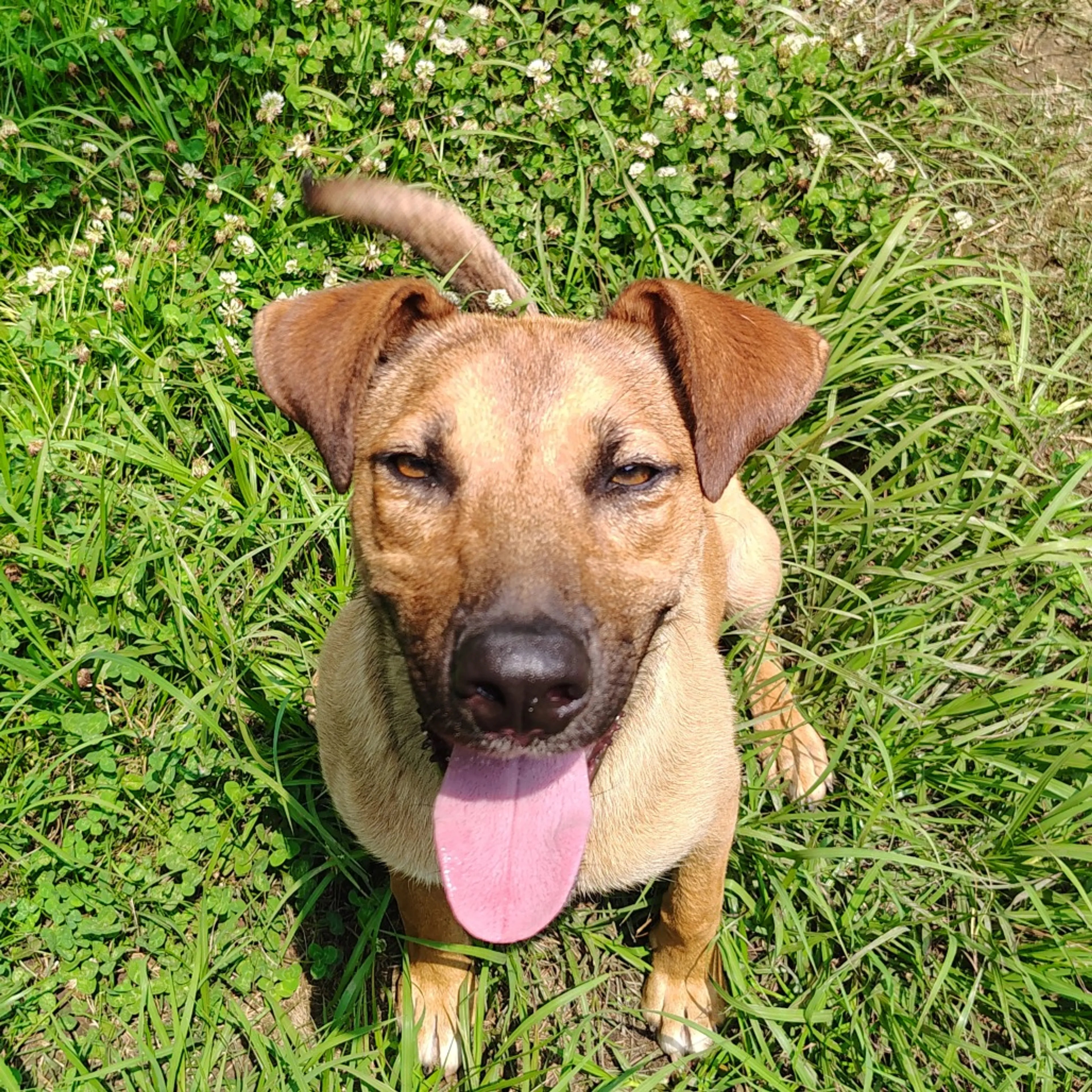Found pet-1