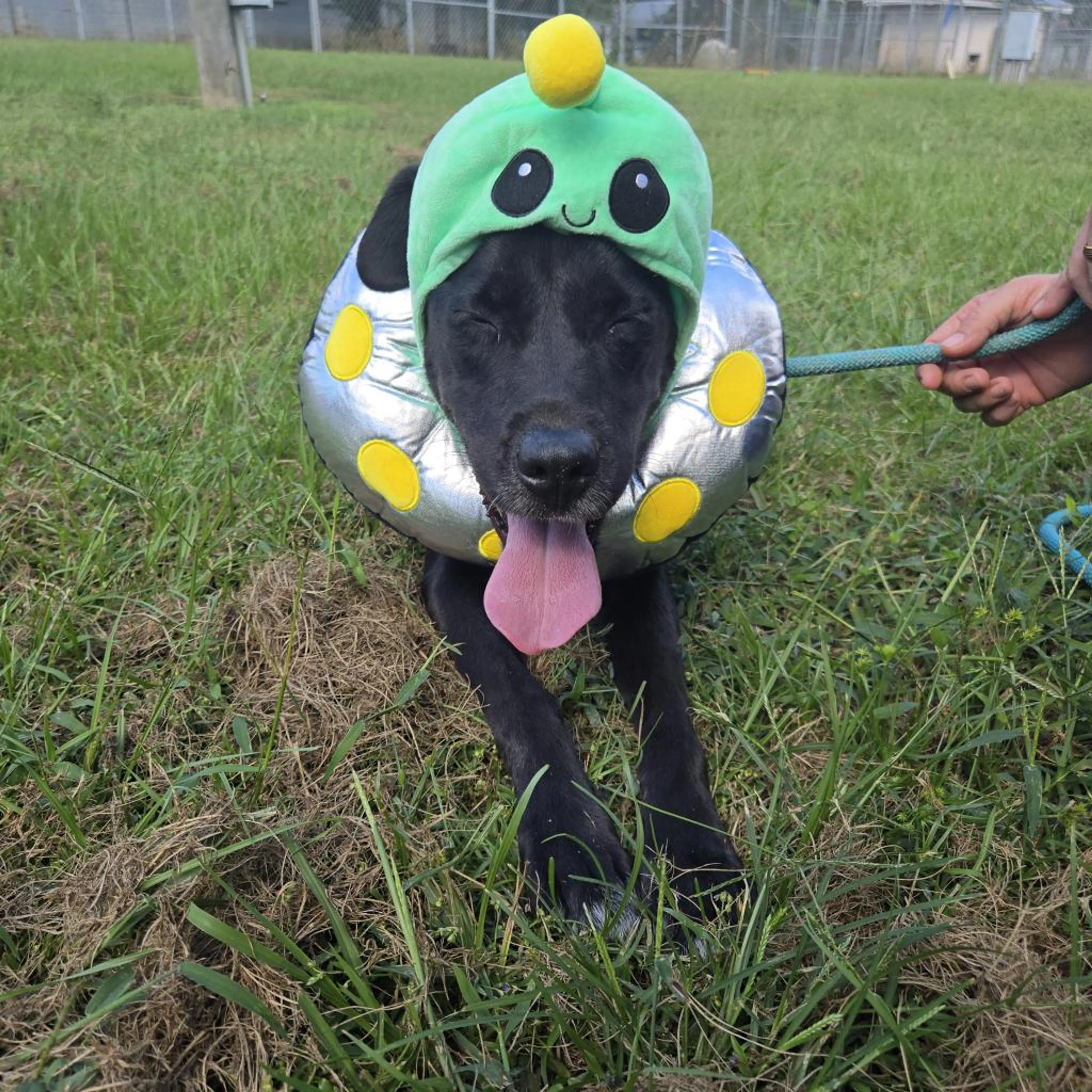 Found pet-1