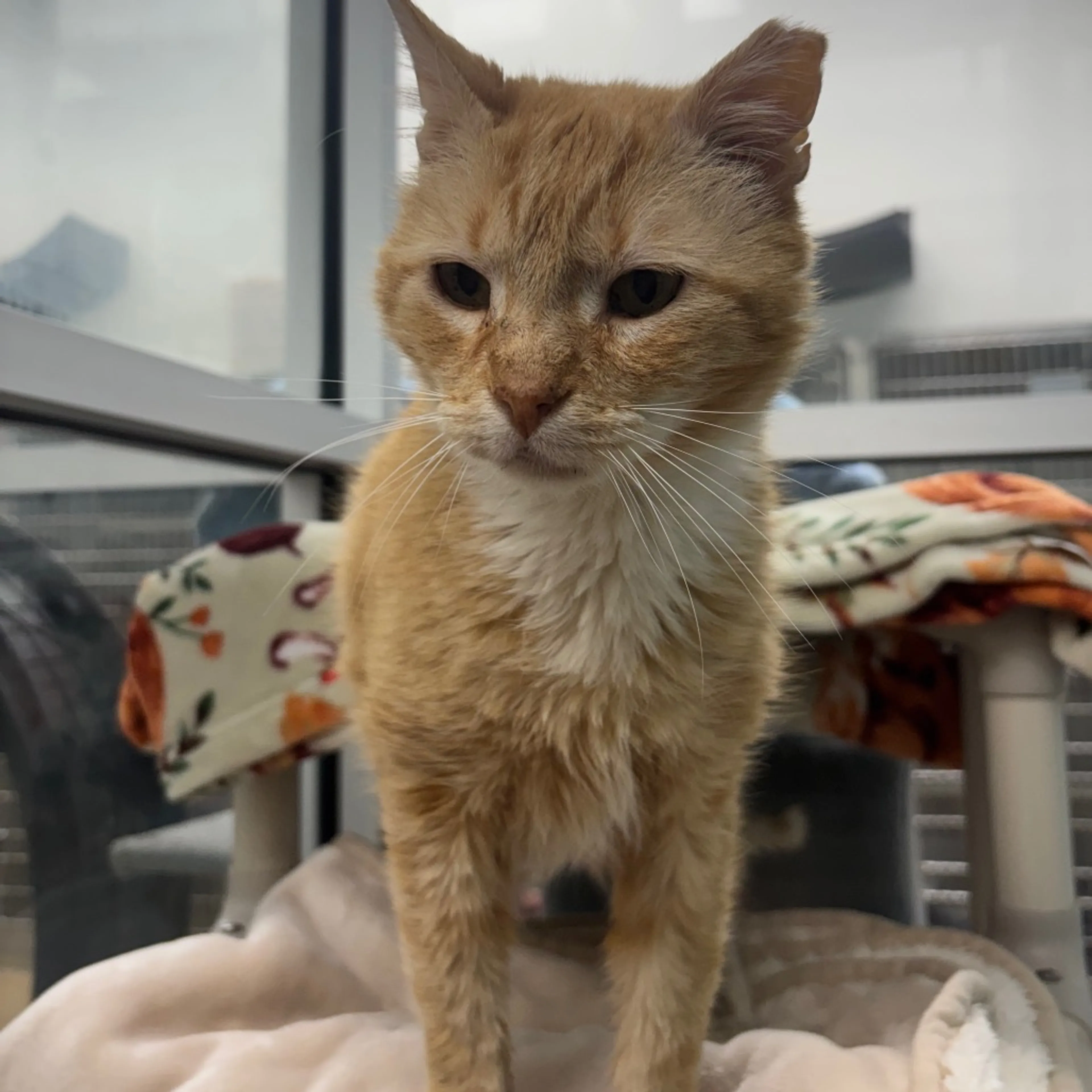-20