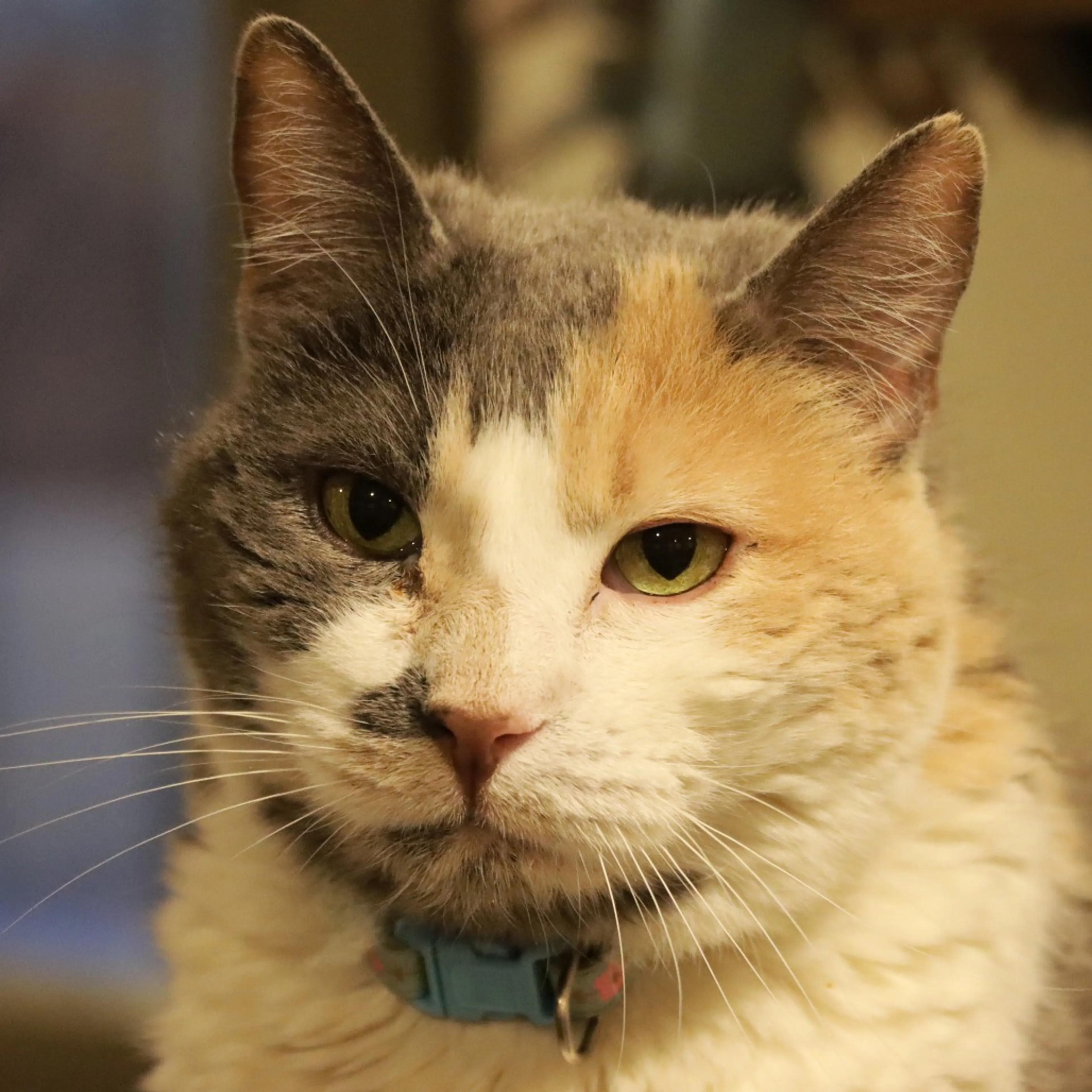 Found pet-5