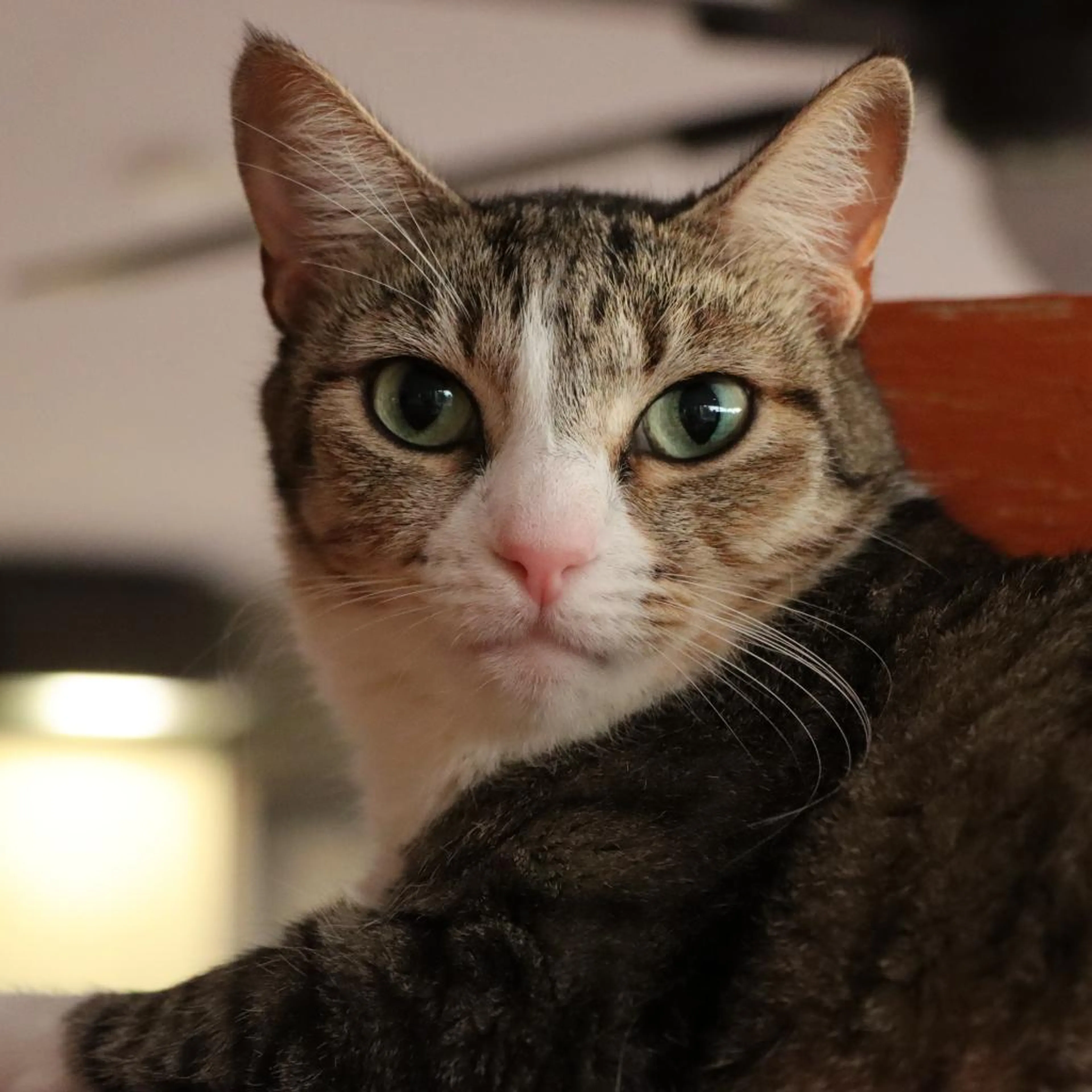 Found pet-1