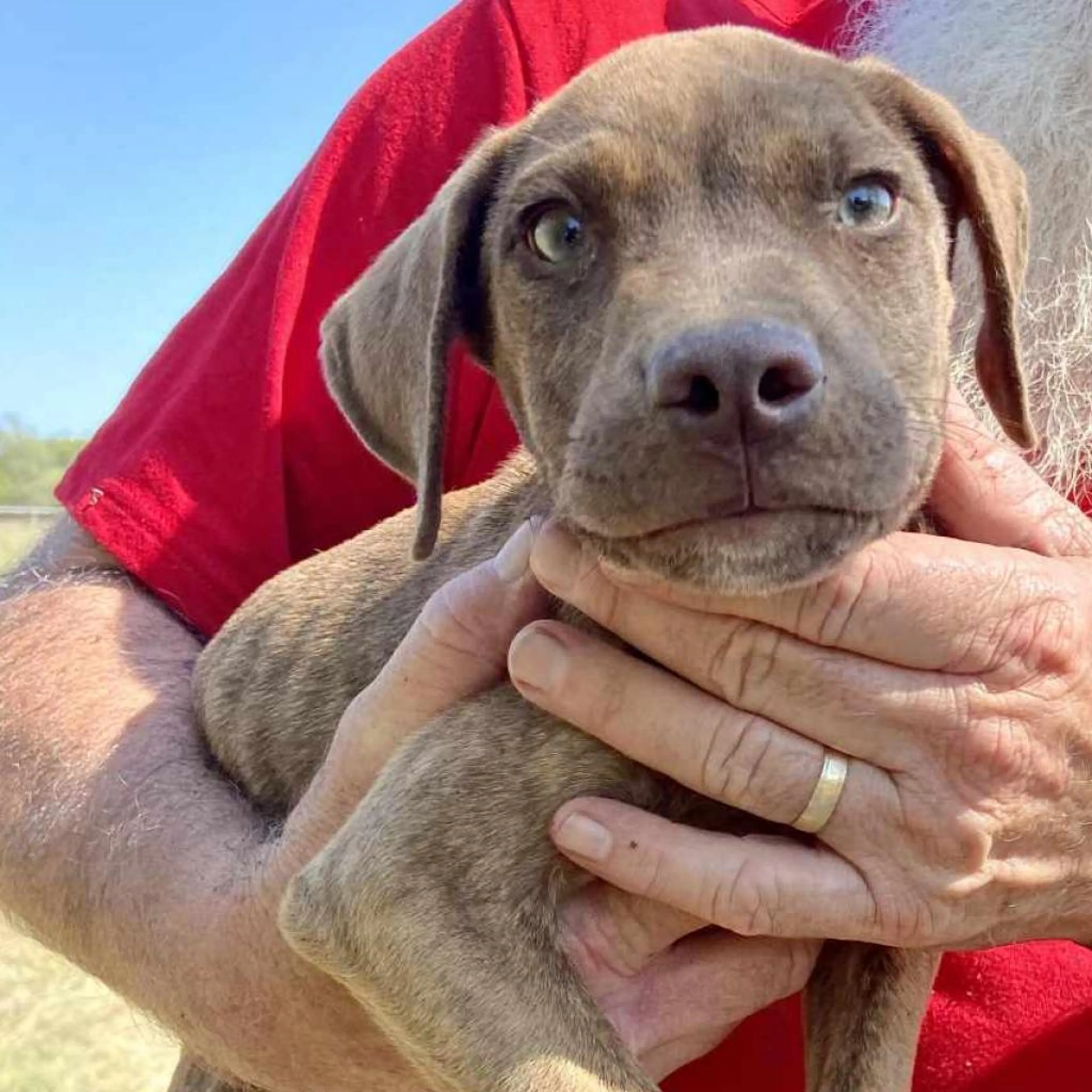Found pet-1