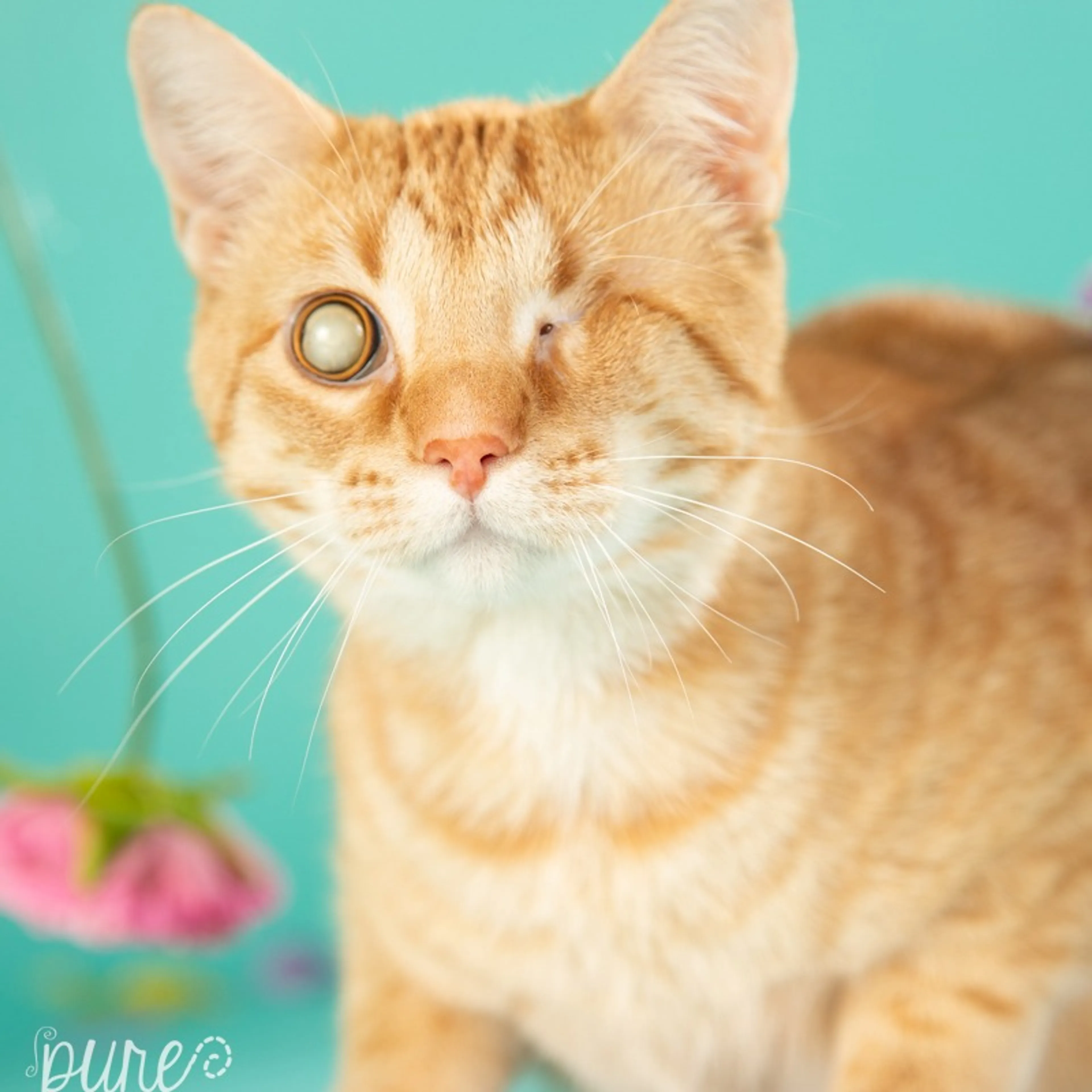 Found pet-7