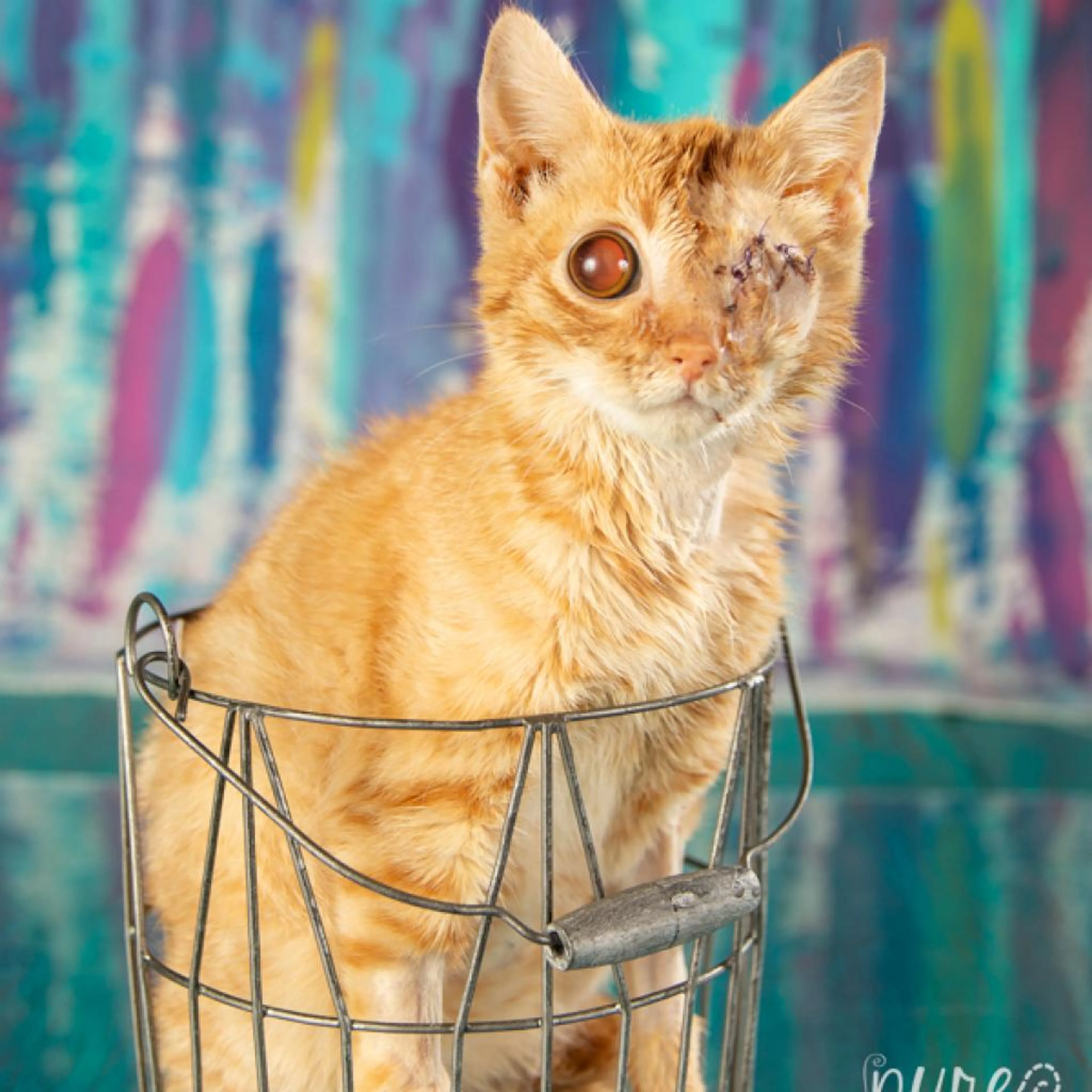 Found pet-3