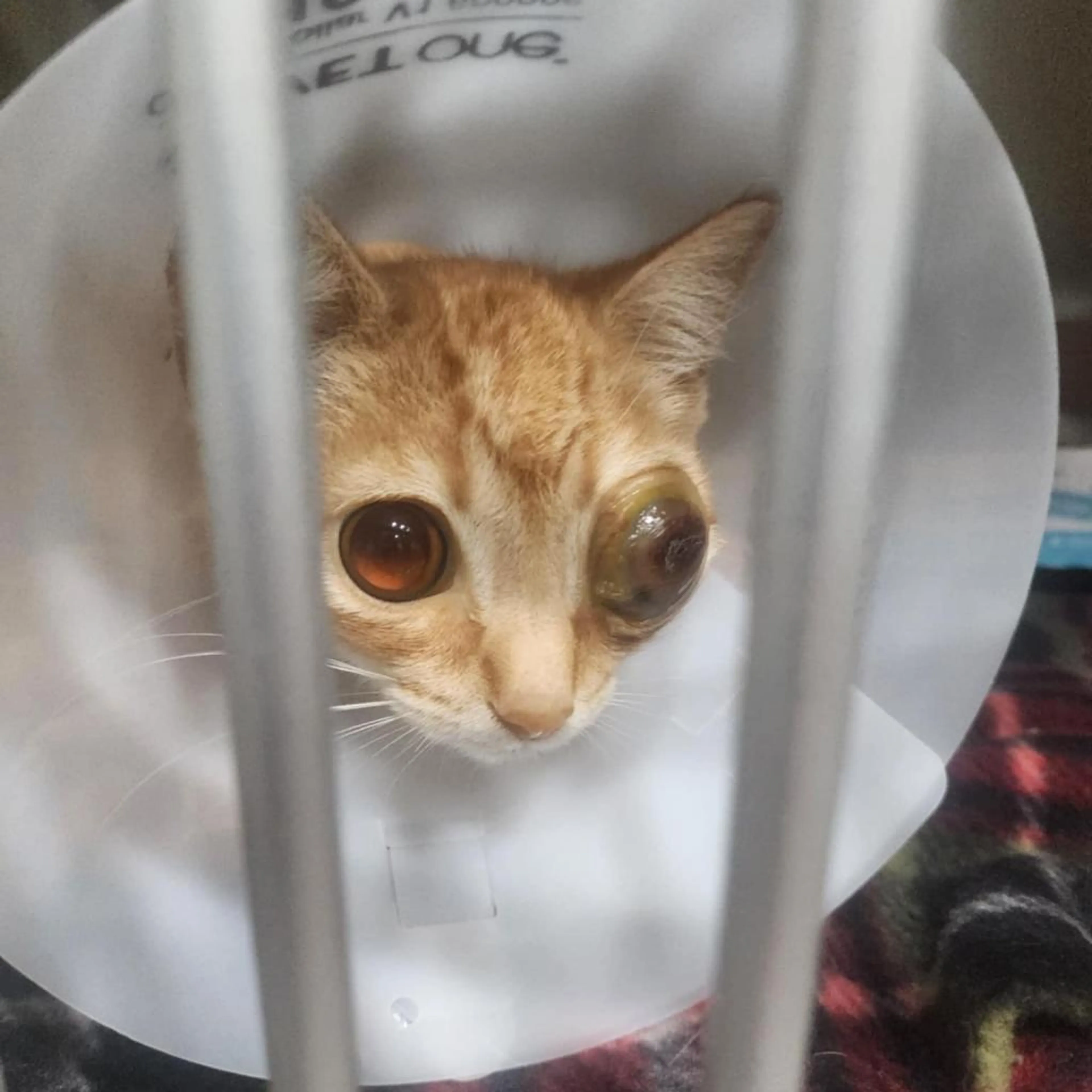 Found pet-6