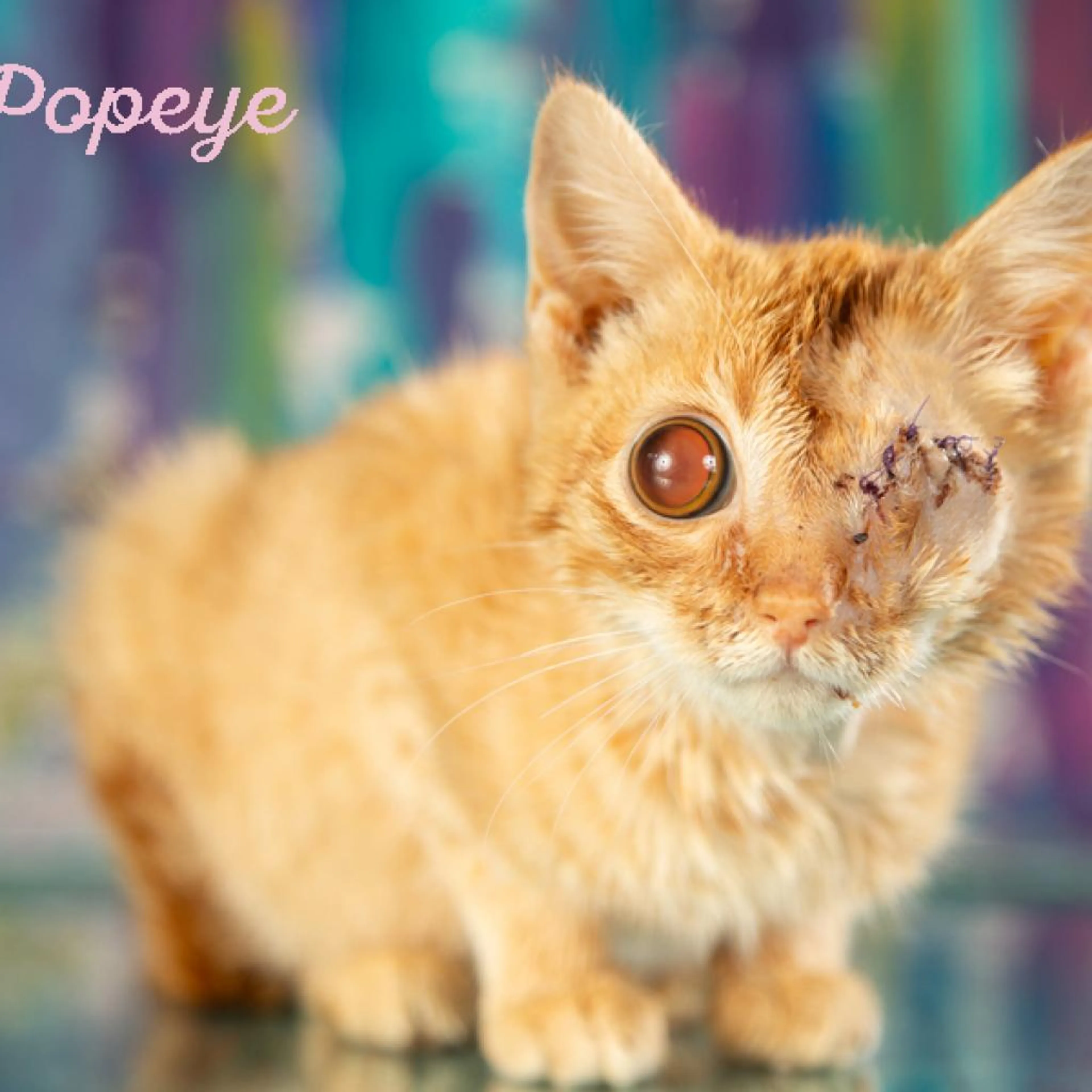 Found pet-4