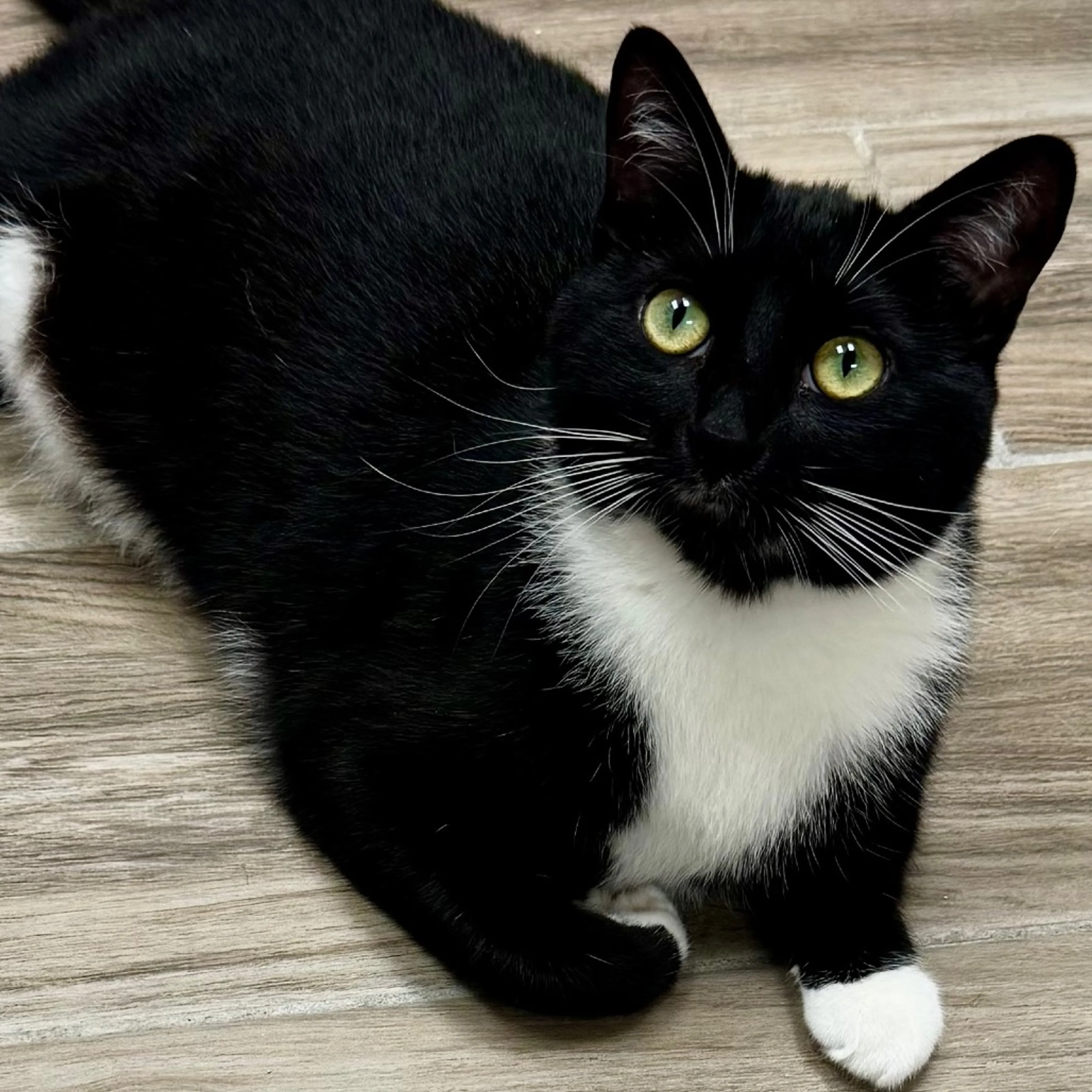 Found pet-3